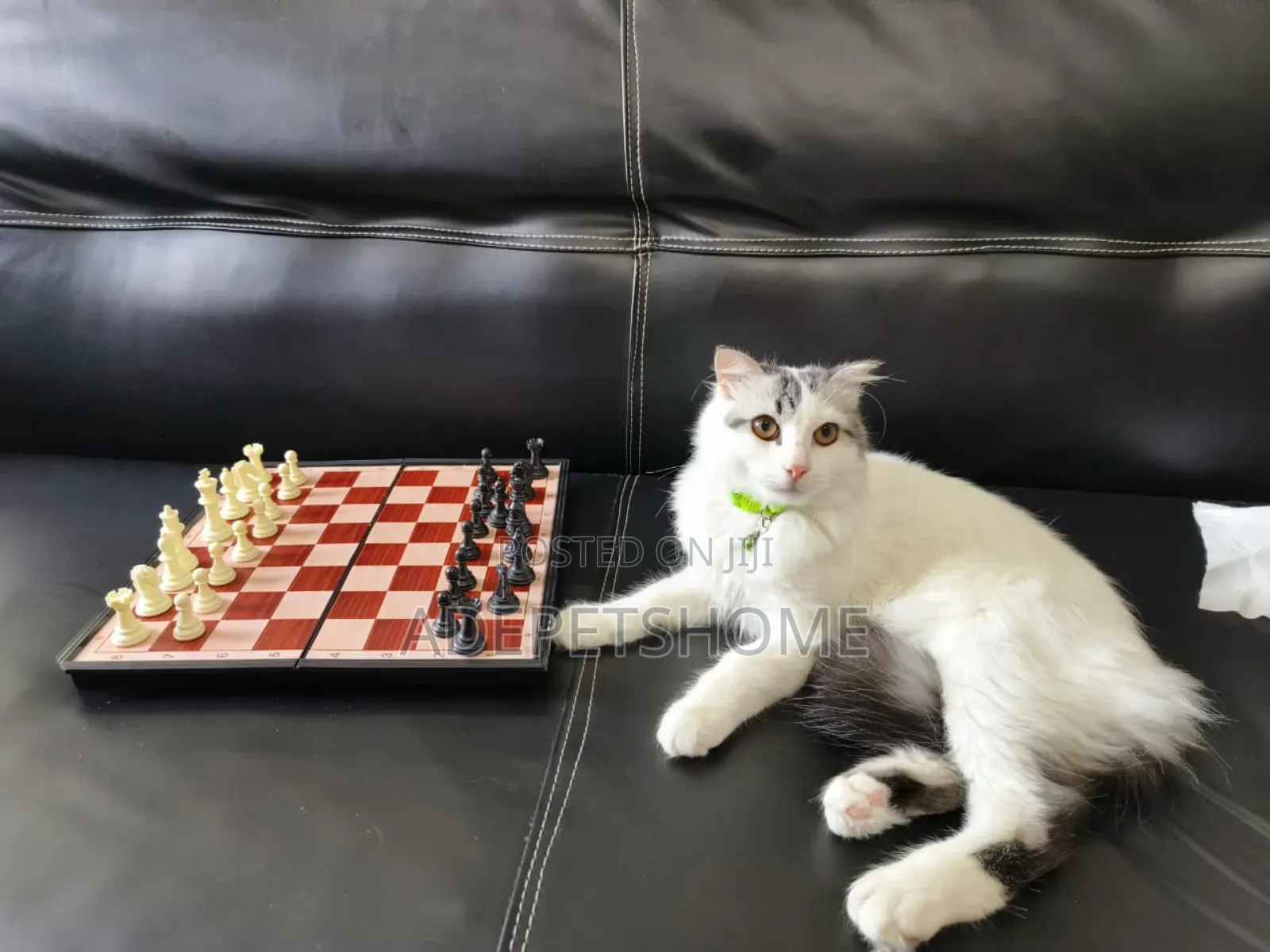 6-12 months Male Purebred Persian