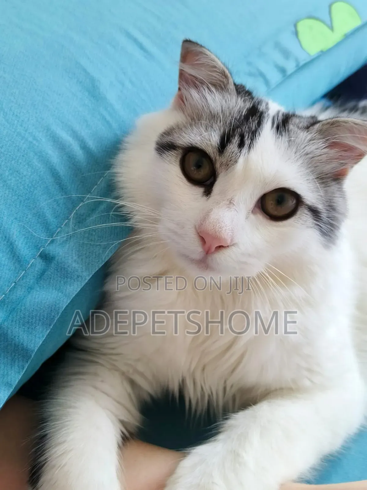 6-12 months Male Purebred Persian