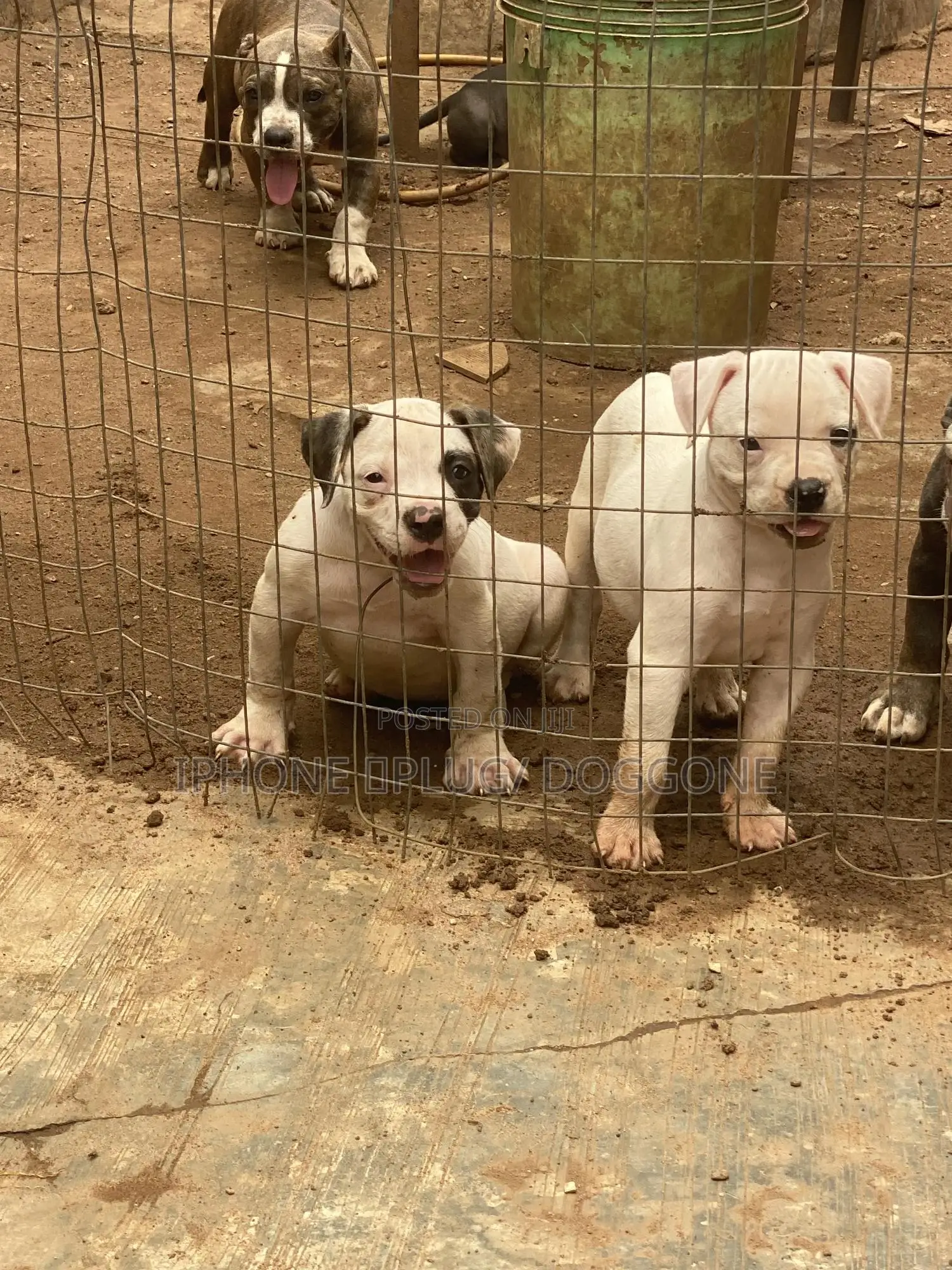 1-3 months Male Purebred American Bulldog