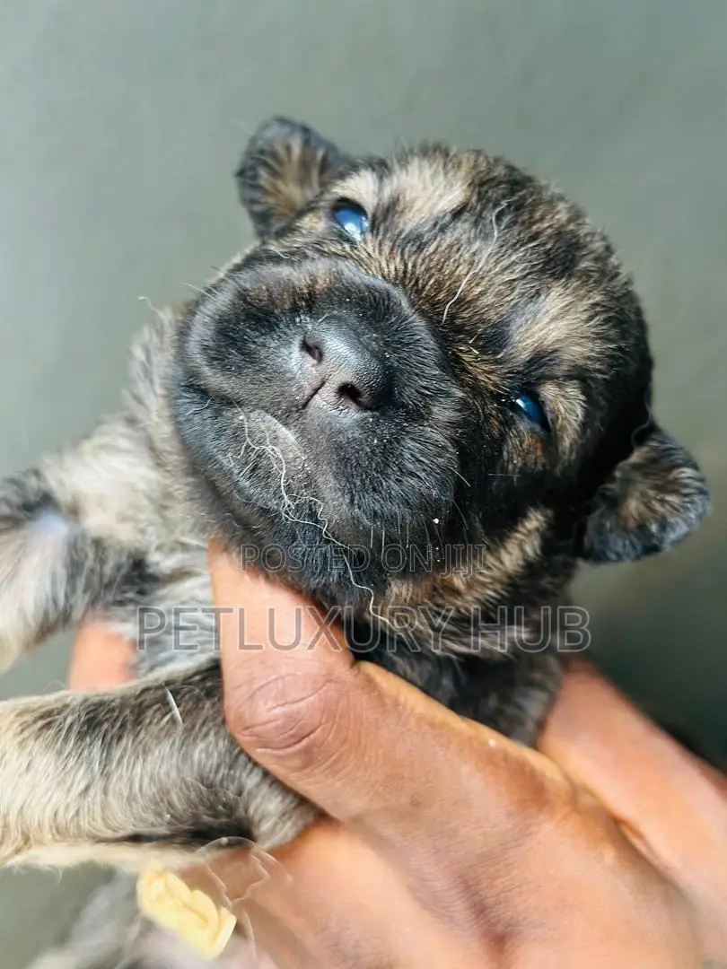 0-1 month Female Purebred Caucasian Shepherd