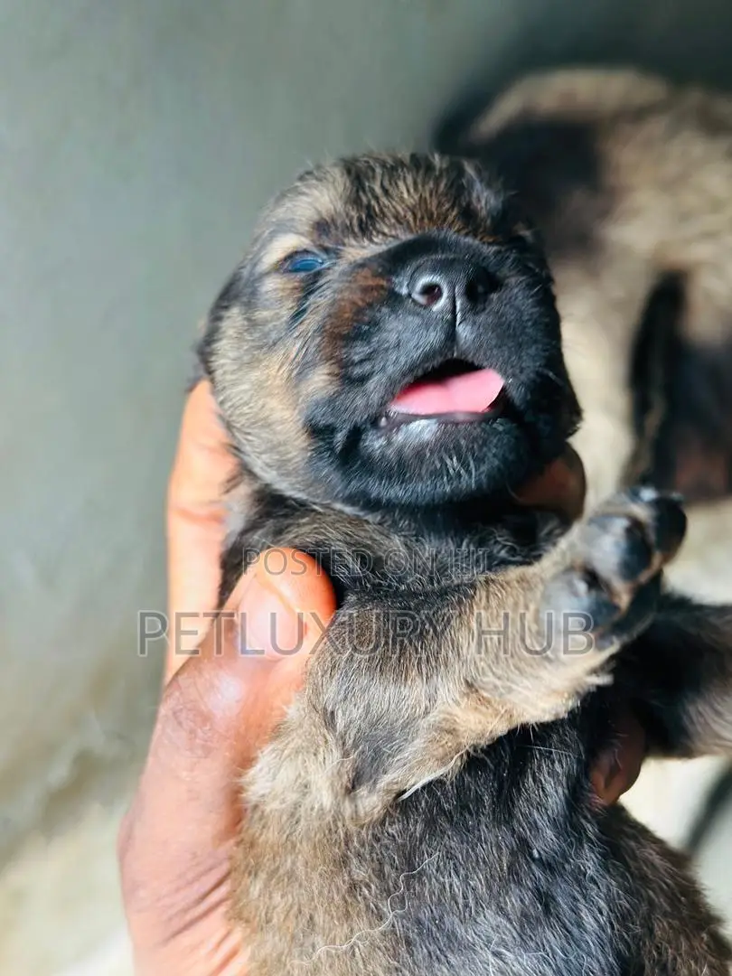 0-1 month Female Purebred Caucasian Shepherd