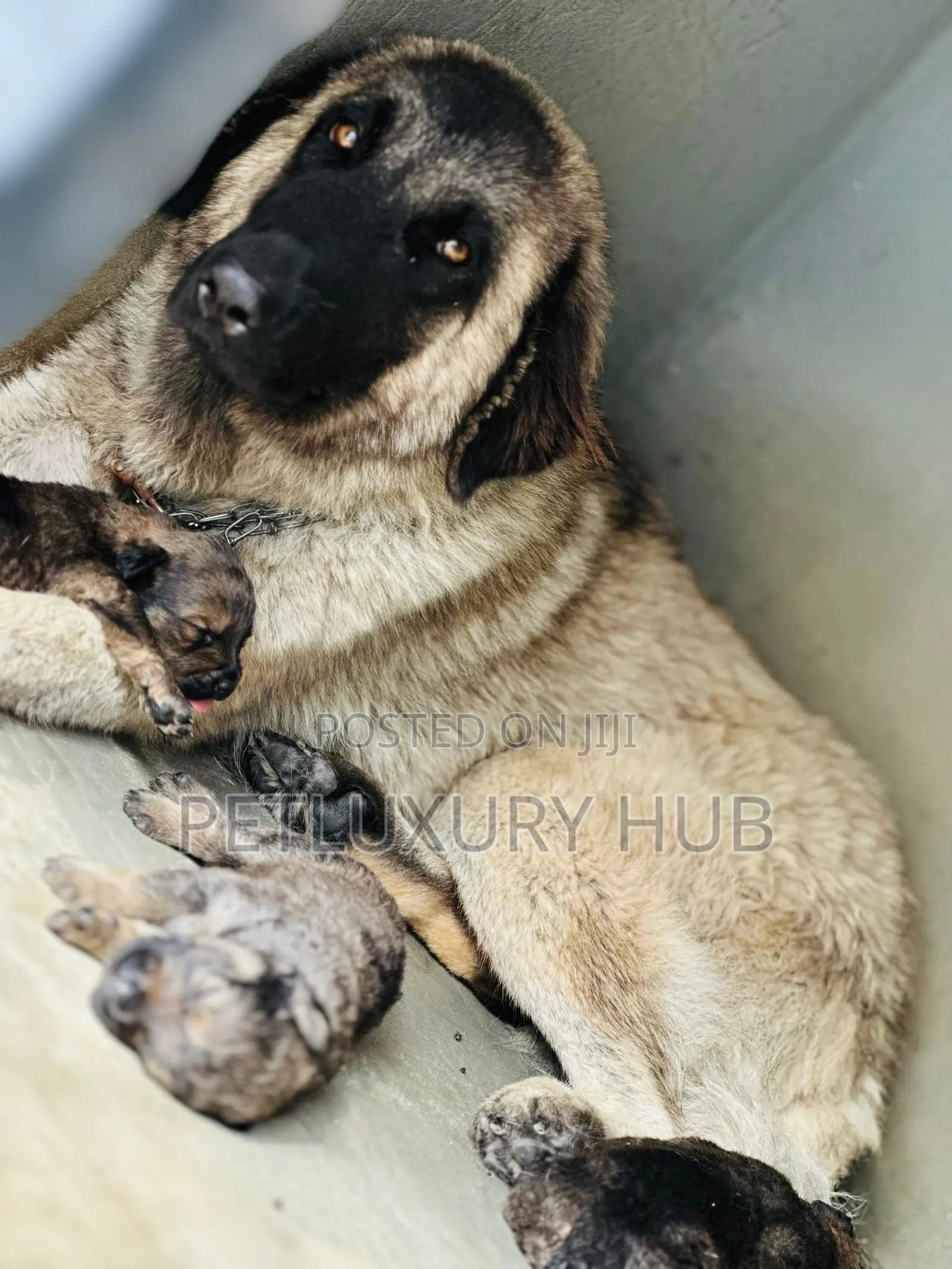 0-1 month Female Purebred Caucasian Shepherd