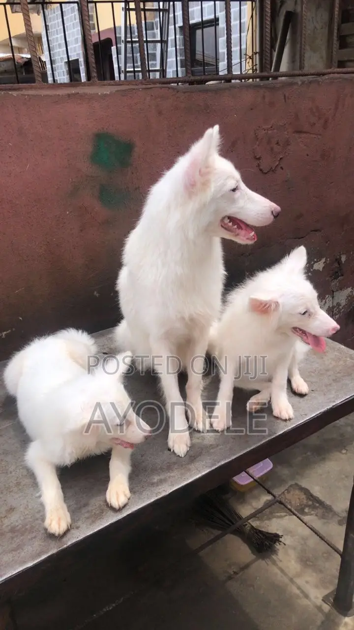 1-3 months Female Purebred American Eskimo