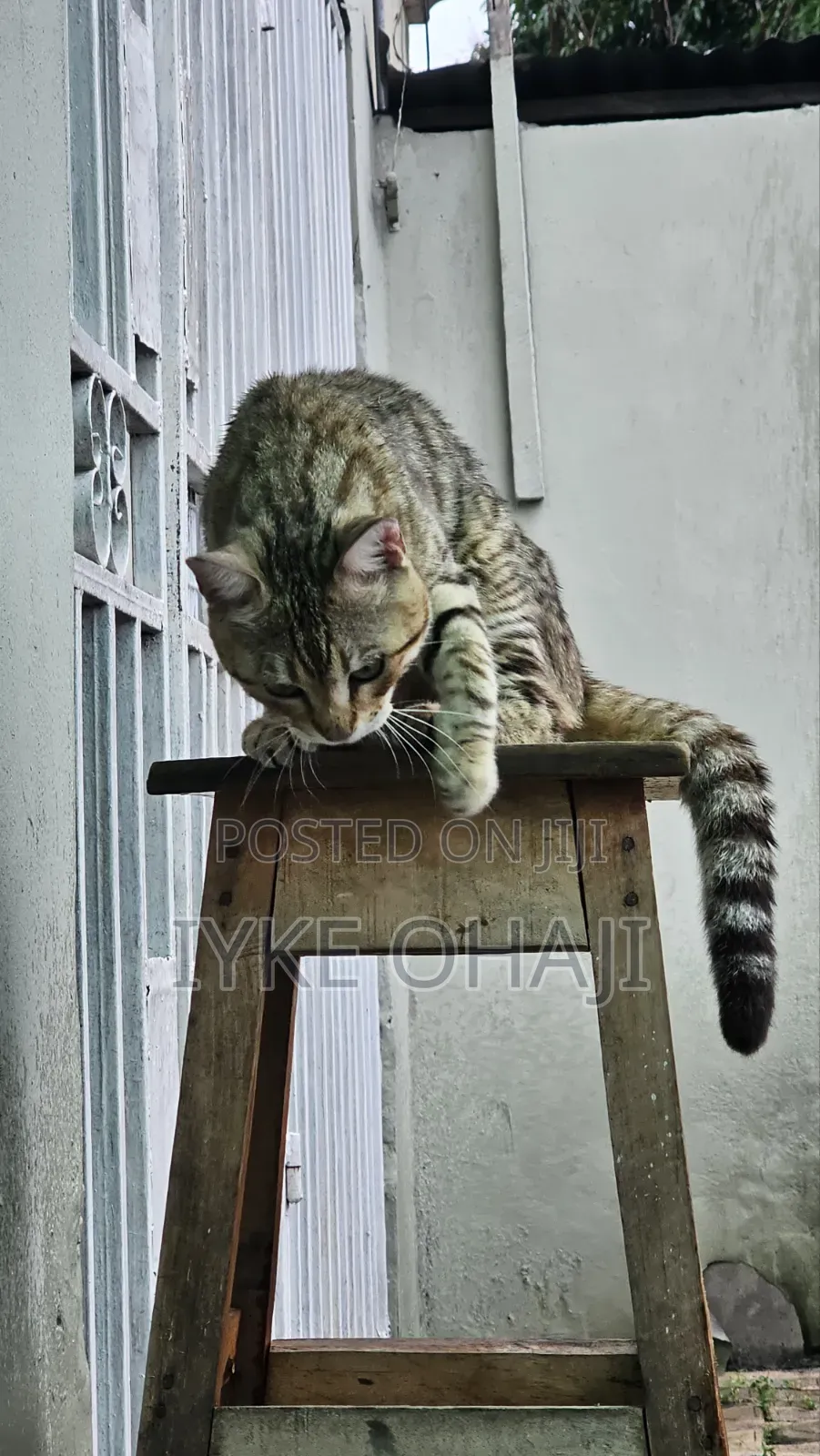 1-3 months Male Purebred American Shorthair