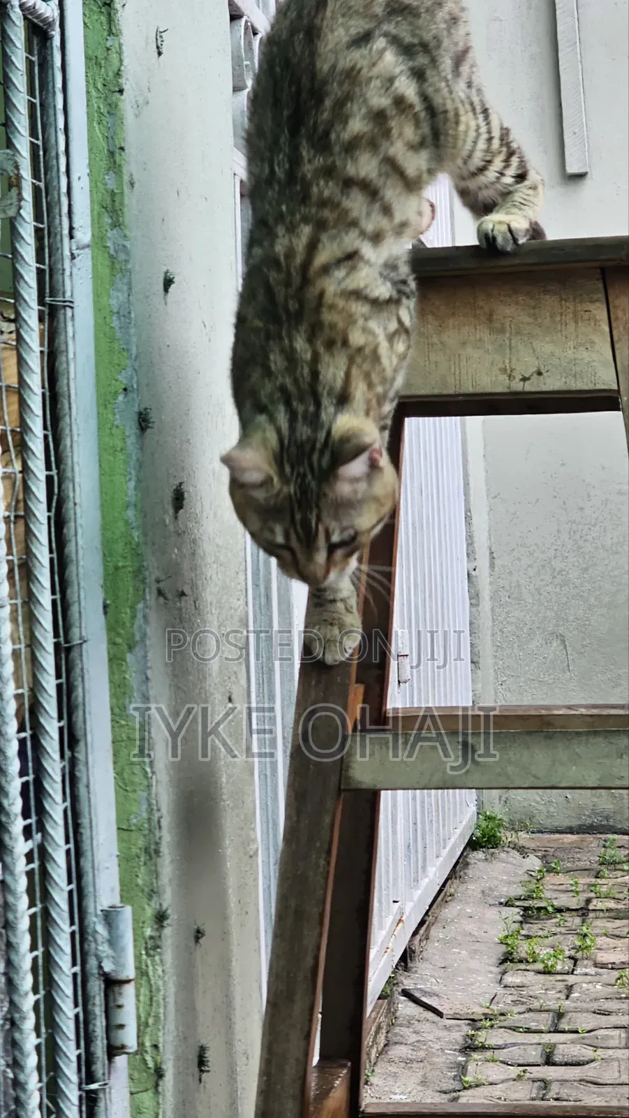 1-3 months Male Purebred American Shorthair