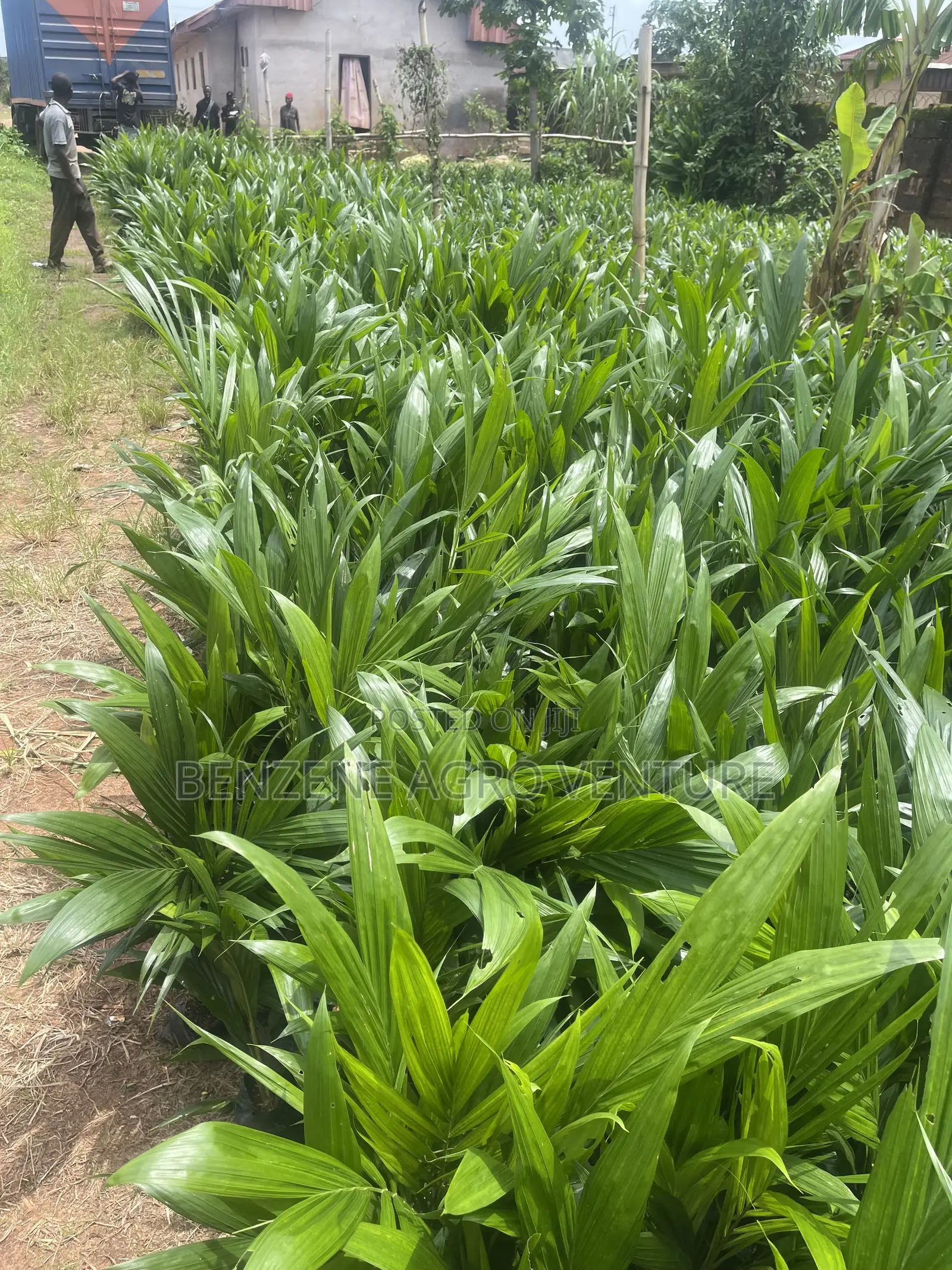 Hybrid Improve Malaysia Supergene Palm