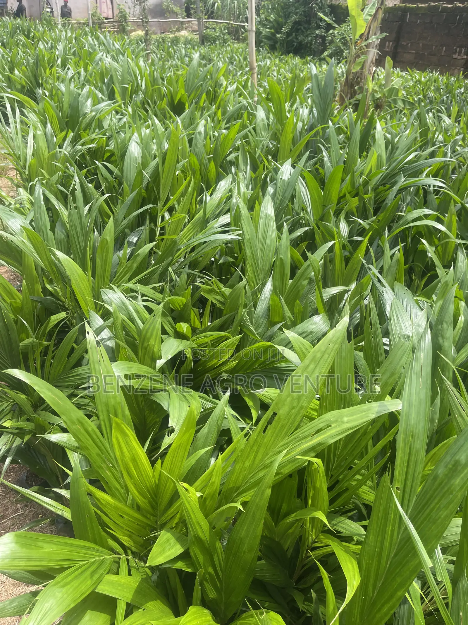 Hybrid Improve Malaysia Supergene Palm