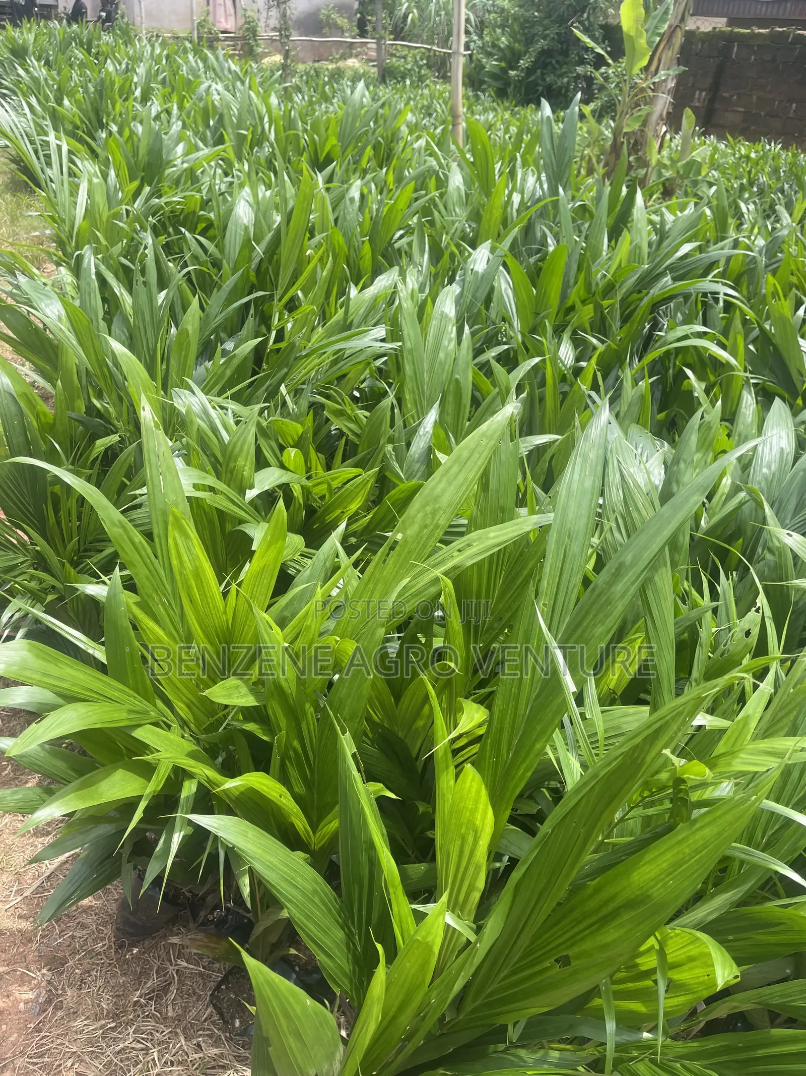 Hybrid Improve Malaysia Supergene Palm