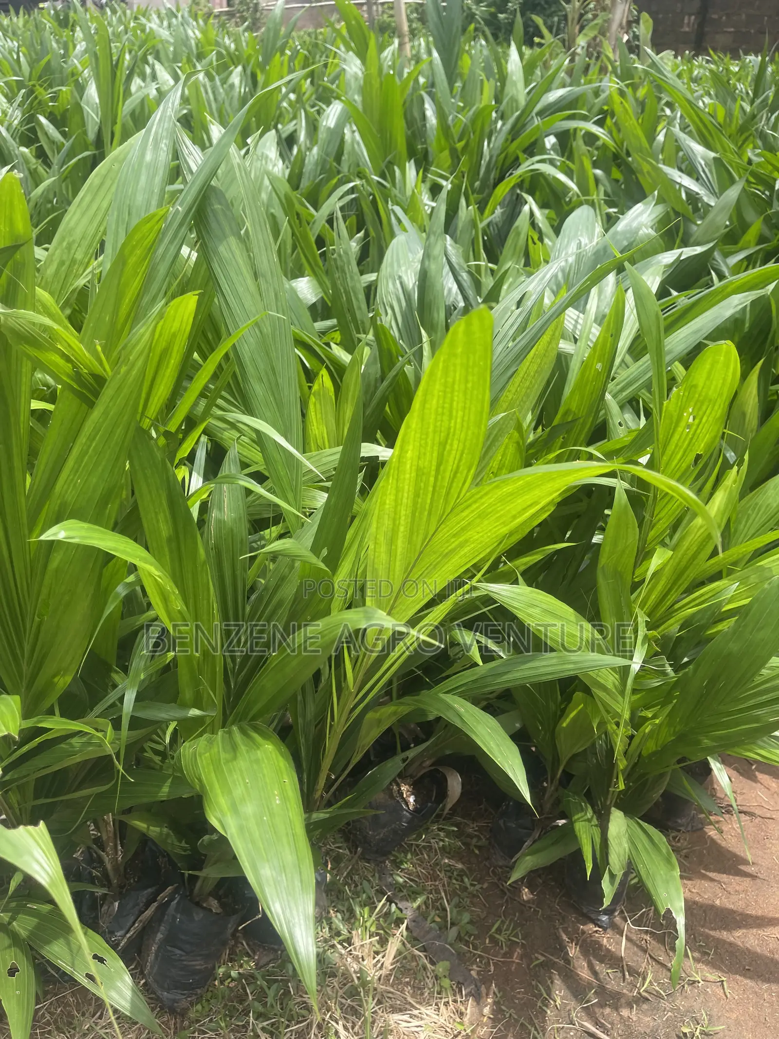 Hybrid Improve Malaysia Supergene Palm