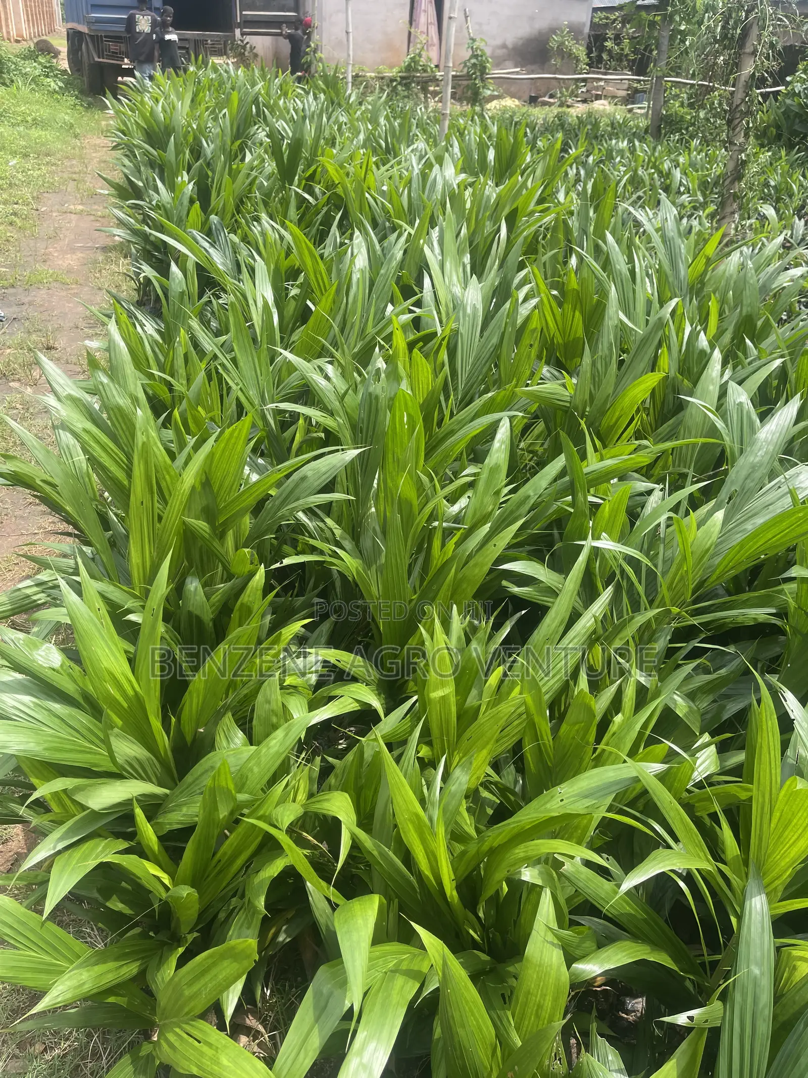 Hybrid Improve Malaysia Supergene Palm