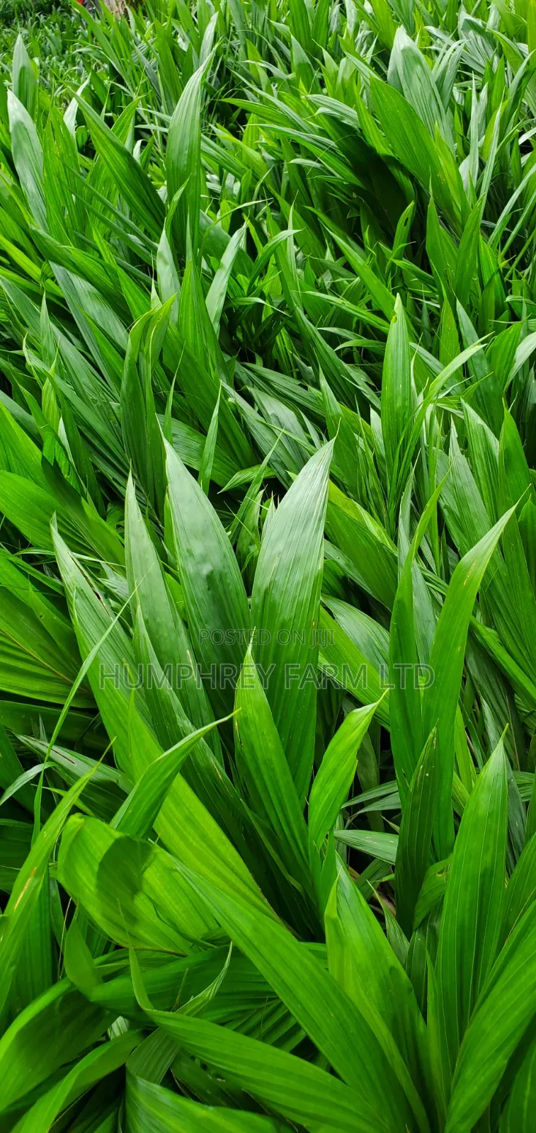 Oil Palm Sprouted Nuts and Seedlings for Sale at Affordable Price
