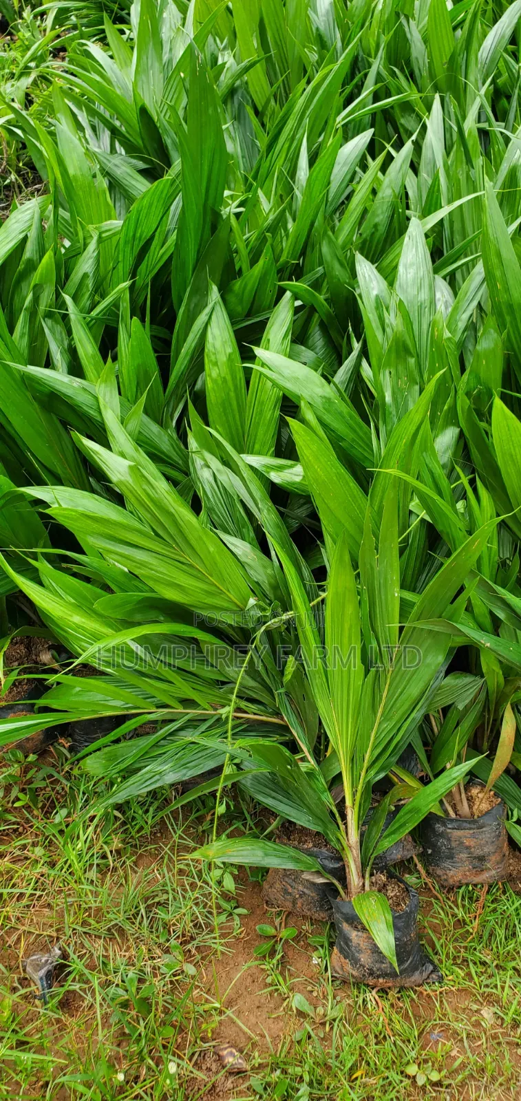 Oil Palm Sprouted Nuts and Seedlings for Sale at Affordable Price