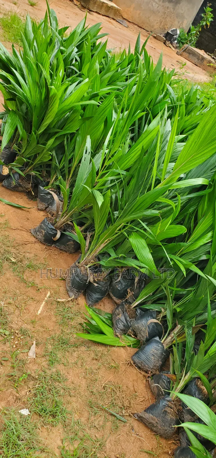 Oil Palm Sprouted Nuts and Seedlings for Sale at Affordable Price