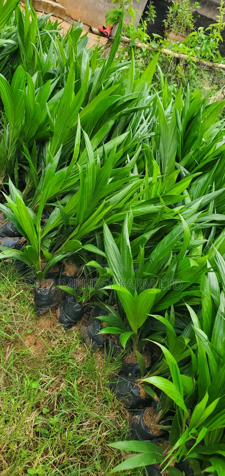 Oil Palm Sprouted Nuts and Seedlings for Sale at Affordable Price