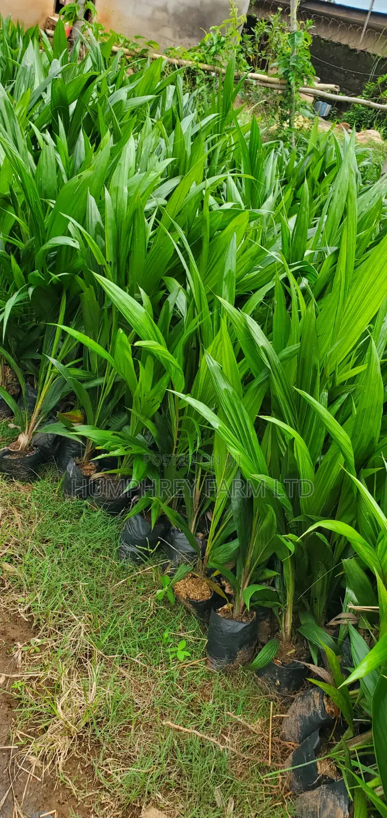 Hybrid Dwarf Tenera