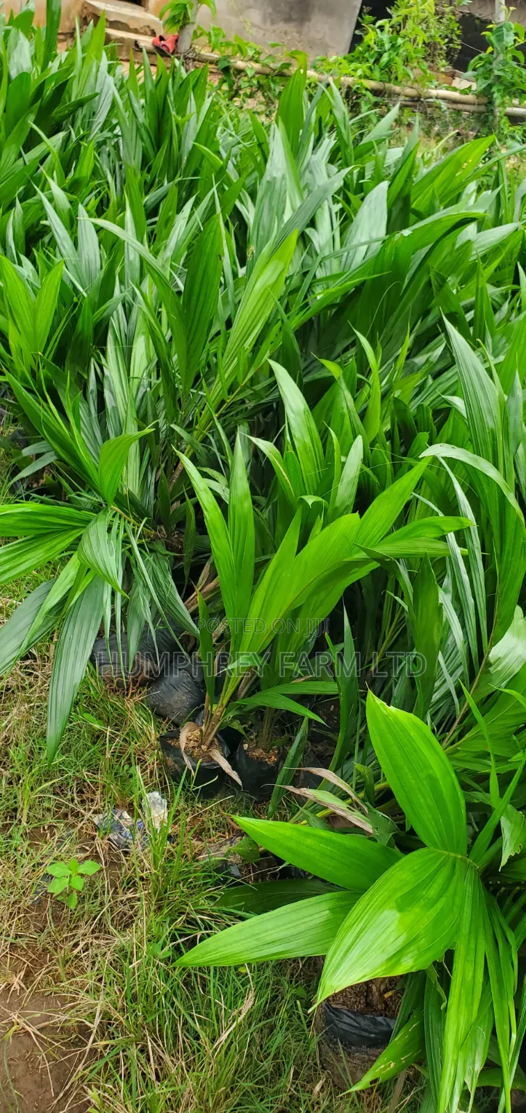 Hybrid Dwarf Tenera
