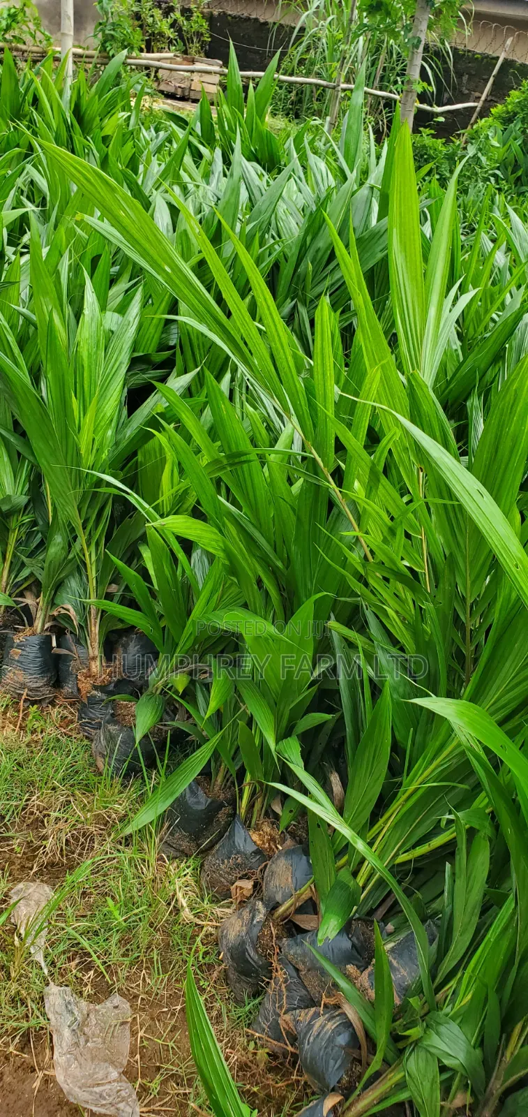 Hybrid Dwarf Tenera
