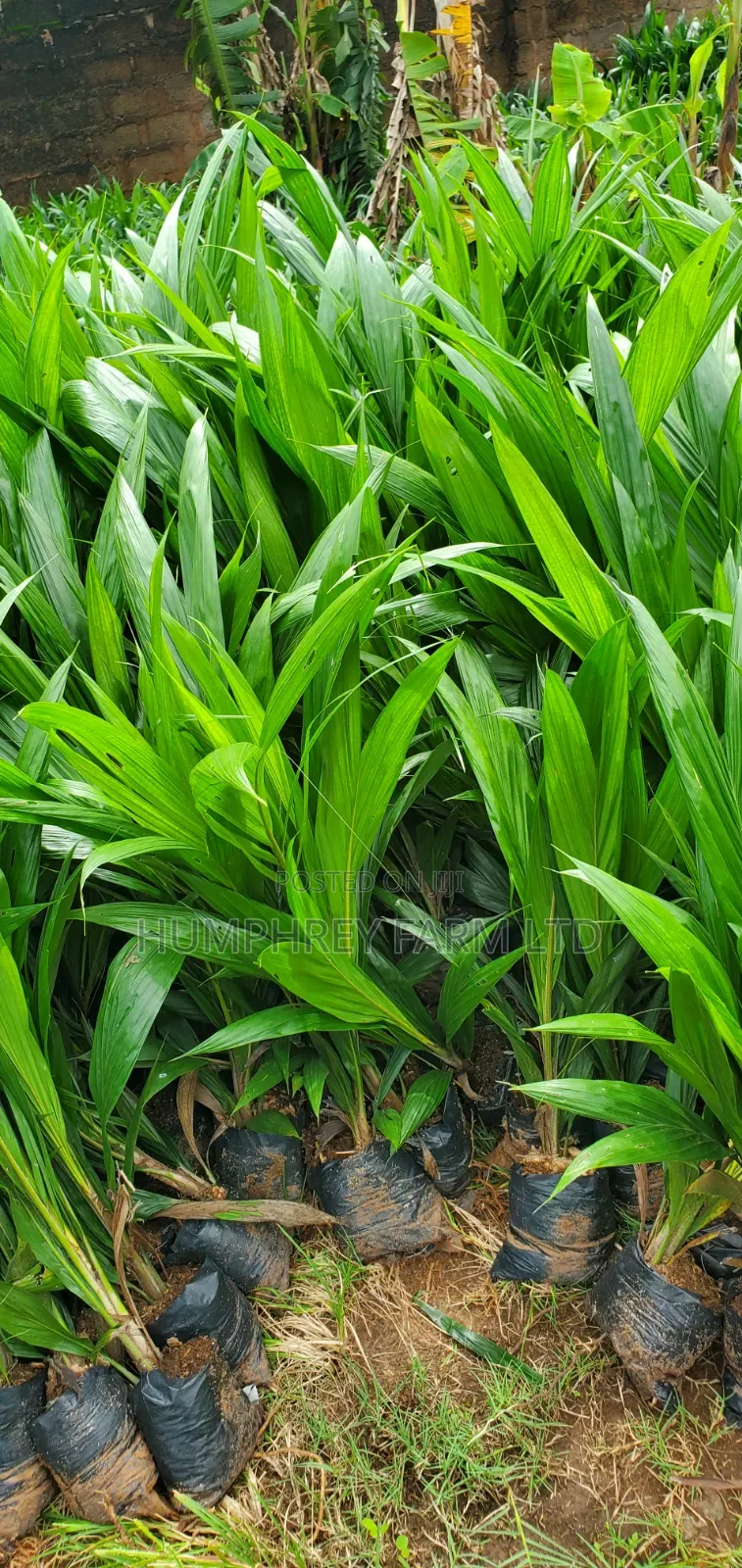 Oil Palm Seedlings for Sale at Affordable Prices