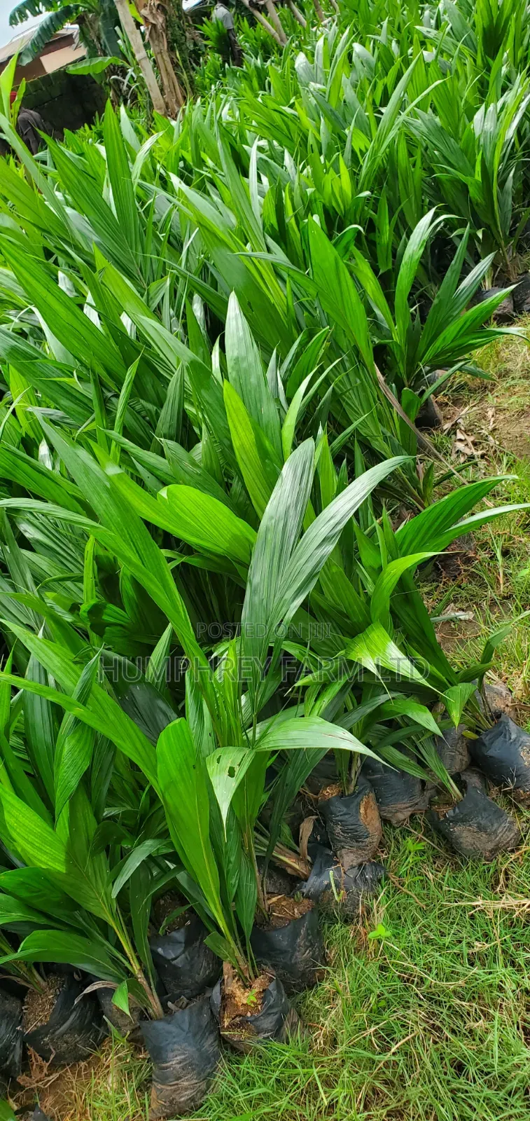 Oil Palm Seedlings for Sale at Affordable Prices