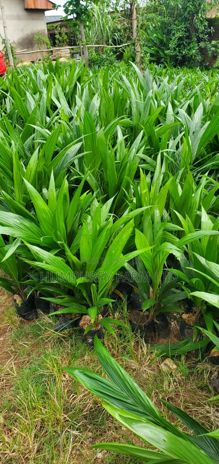 Oil Palm Seedlings for Sale at Affordable Prices