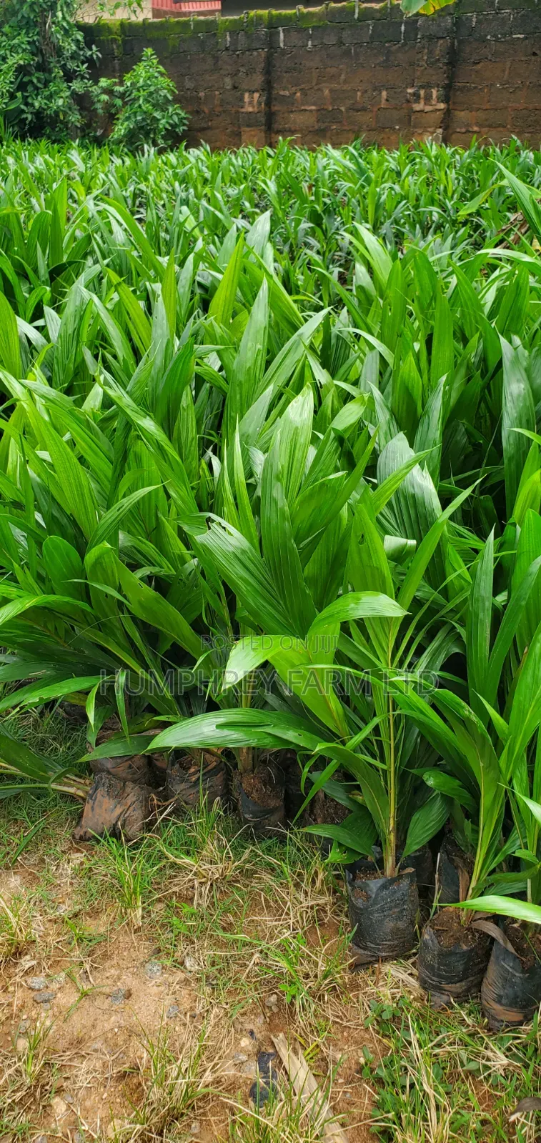 Oil Palm Seedlings for Sale at Affordable Prices