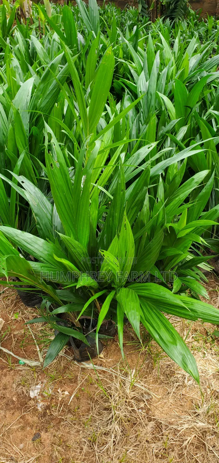 Hybrid Tenera