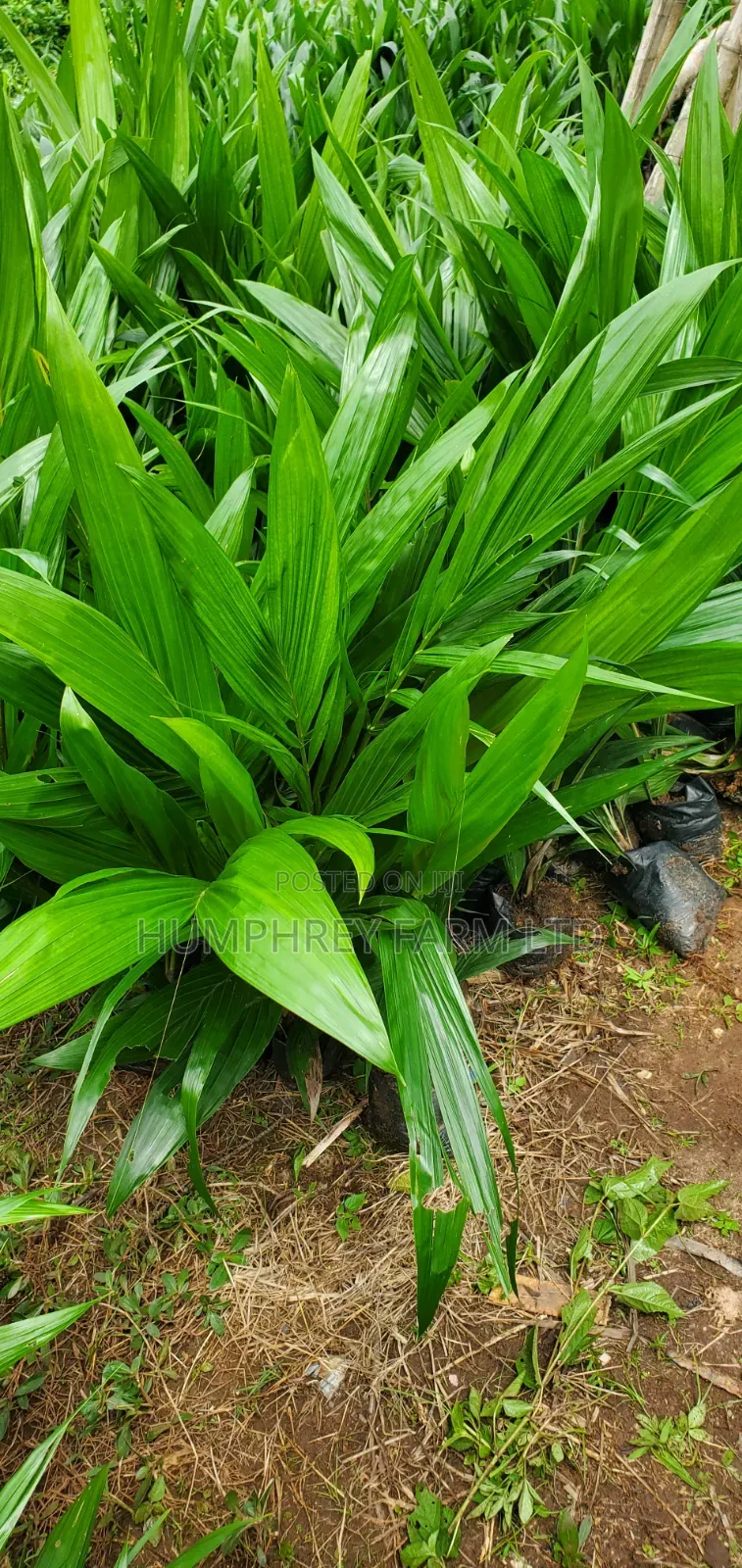 Hybrid Tenera