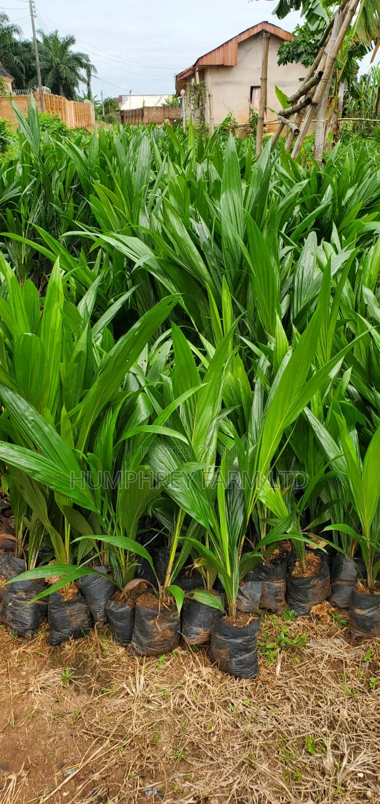 Tenera Oil Palm Seedlings and Seeds for Sale