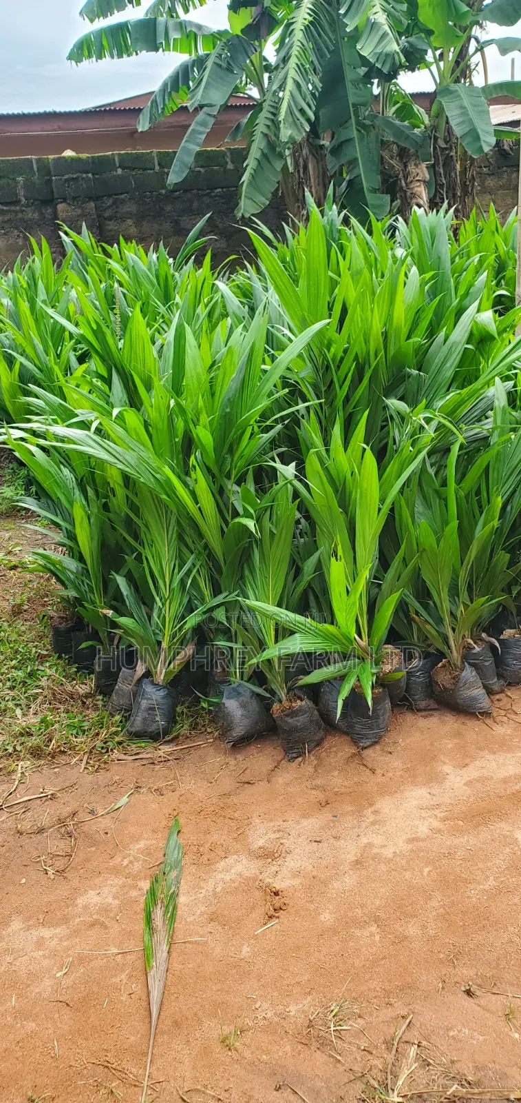 Tenera Oil Palm Seedlings and Seeds for Sale