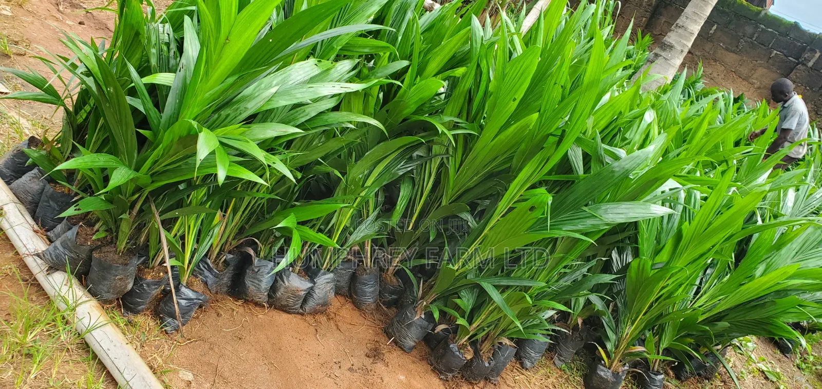 Tenera Oil Palm Seedlings and Seeds for Sale
