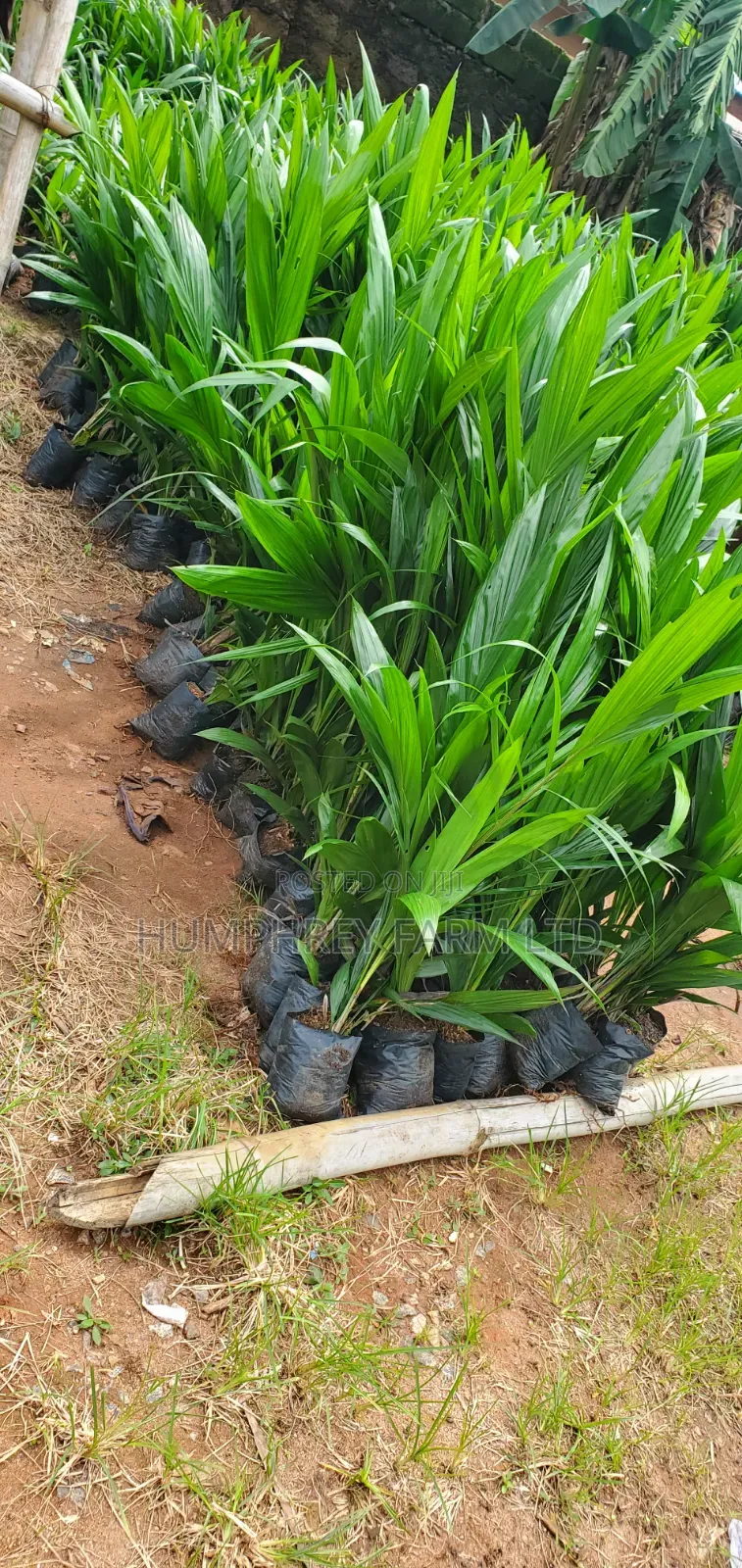 Tenera Oil Palm Seedlings and Seeds for Sale