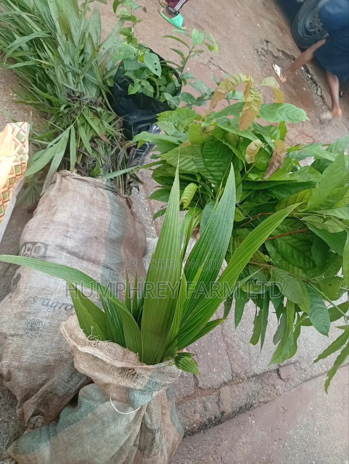 Tenera Oil Palm Seedlings and Seeds for Sale