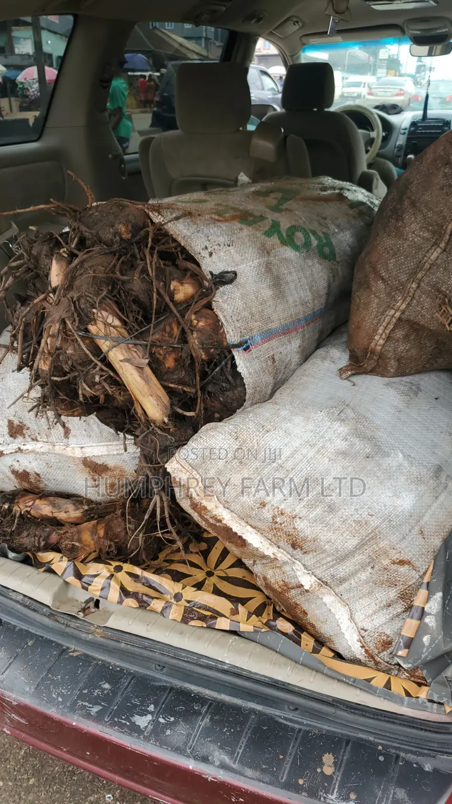 Hybrid Plantain Suckers Available for Sale