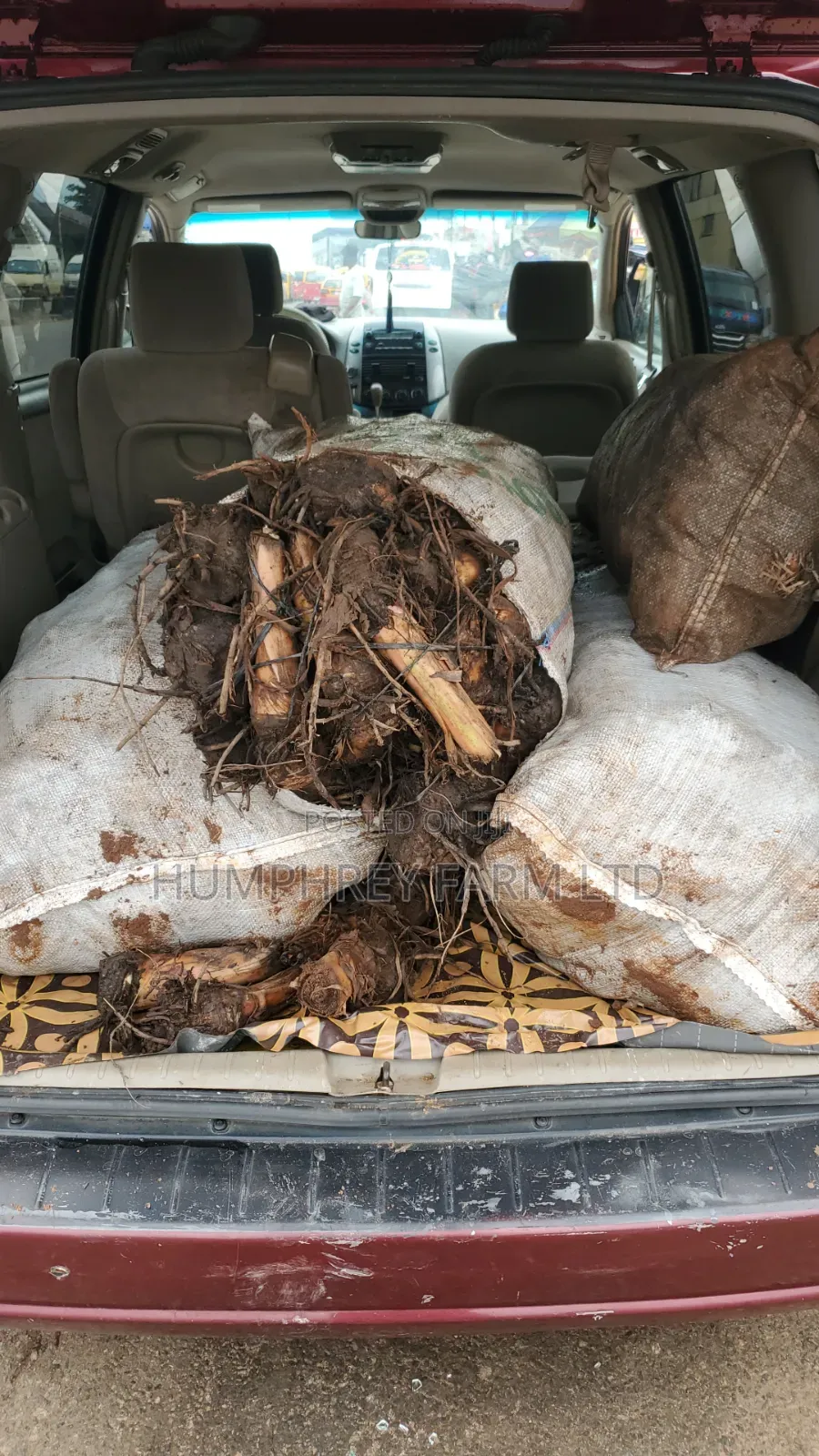 Hybrid Plantain Suckers Available for Sale