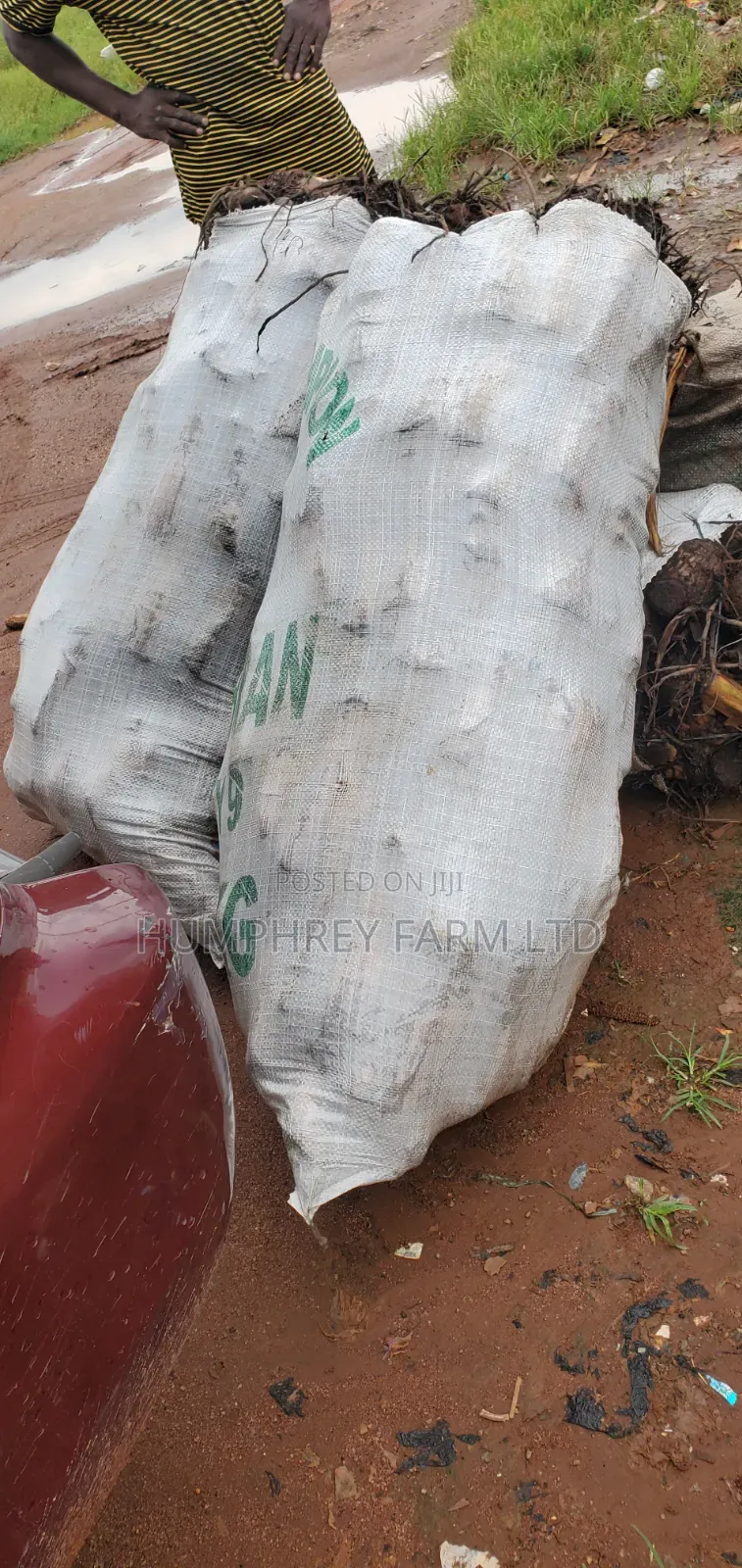 Hybrid Plantain Suckers Available for Sale