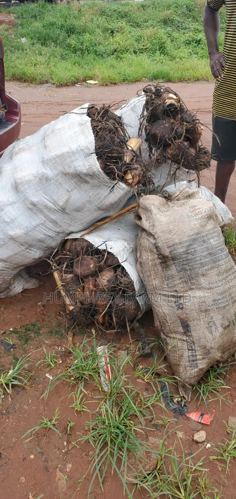 Hybrid Plantain Suckers Available for Sale