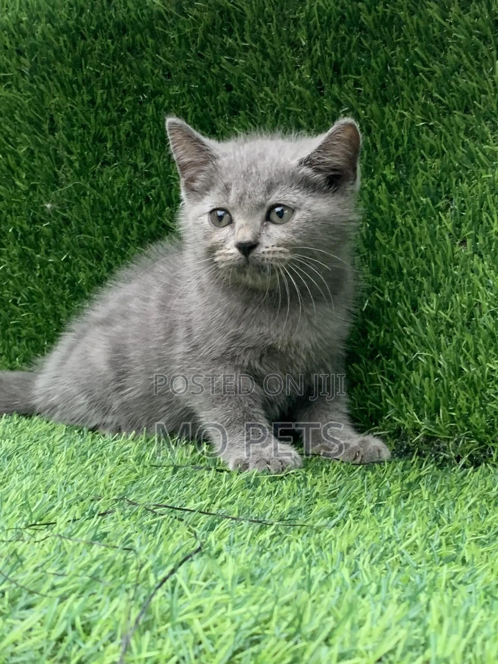 1-3 months Male Purebred British Shorthair