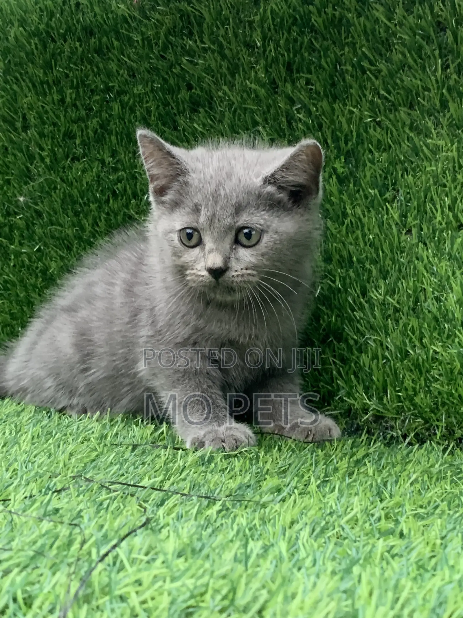 1-3 months Male Purebred British Shorthair