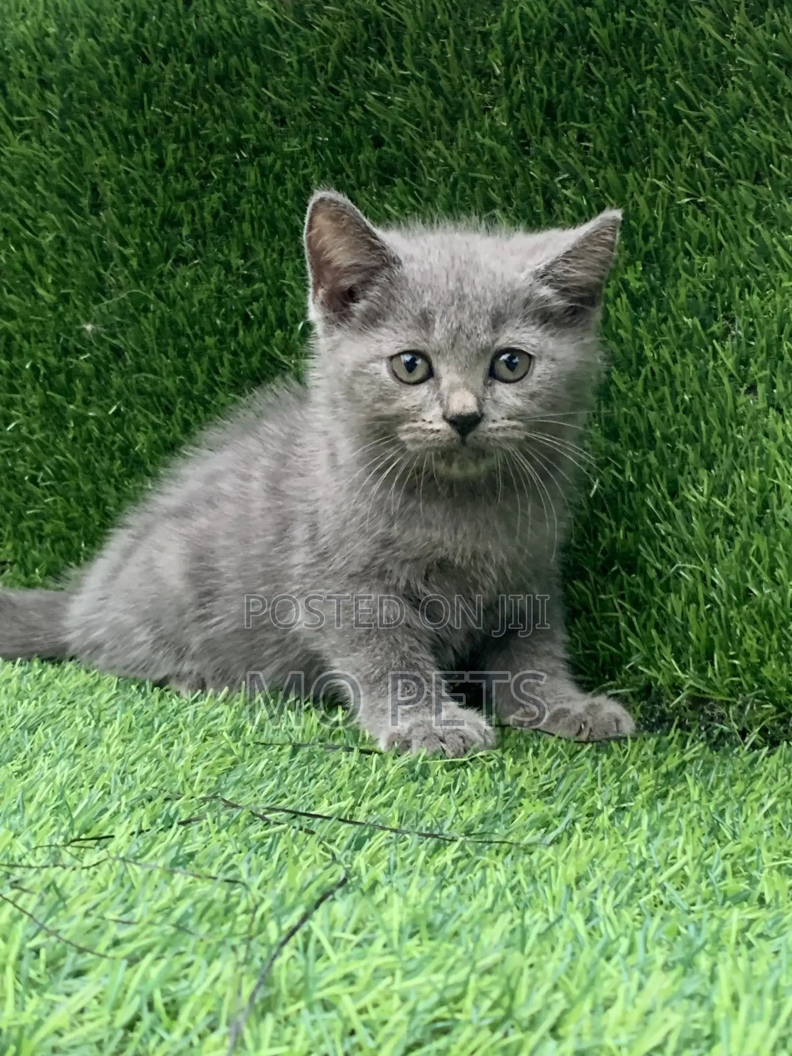 1-3 months Male Purebred British Shorthair