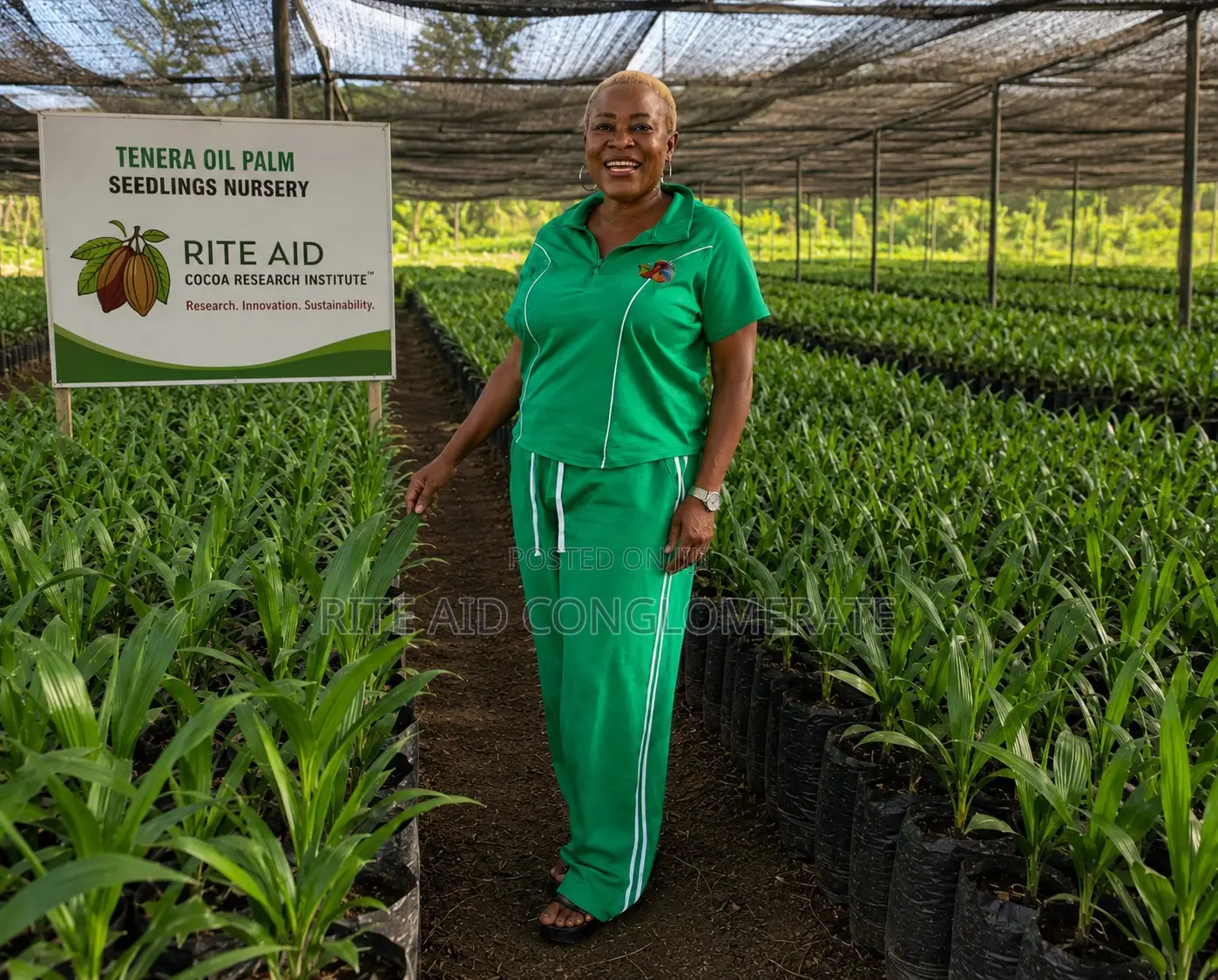 Malaysian Tenera Oil Palm Seedlings