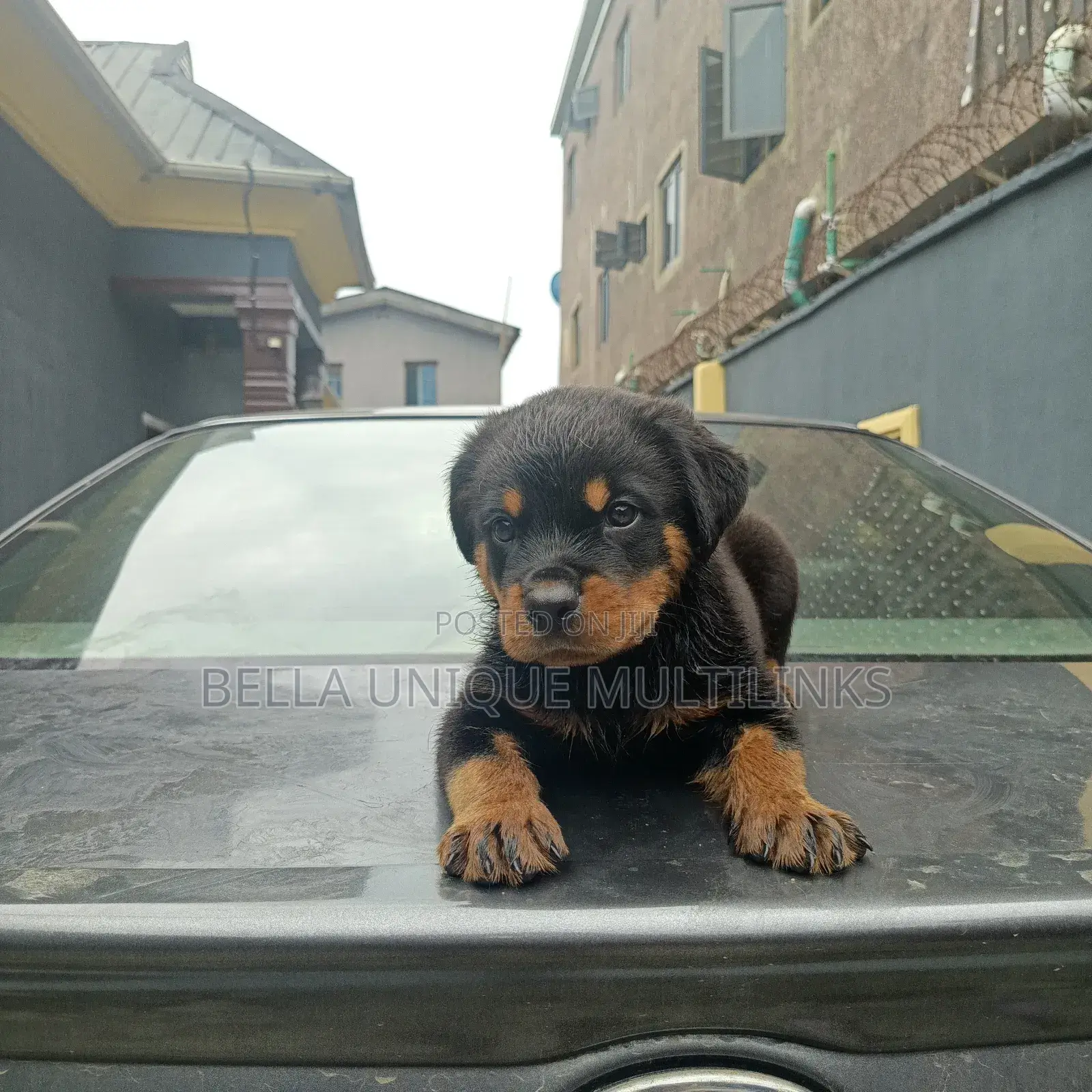 1-3 months Male Purebred Rottweiler
