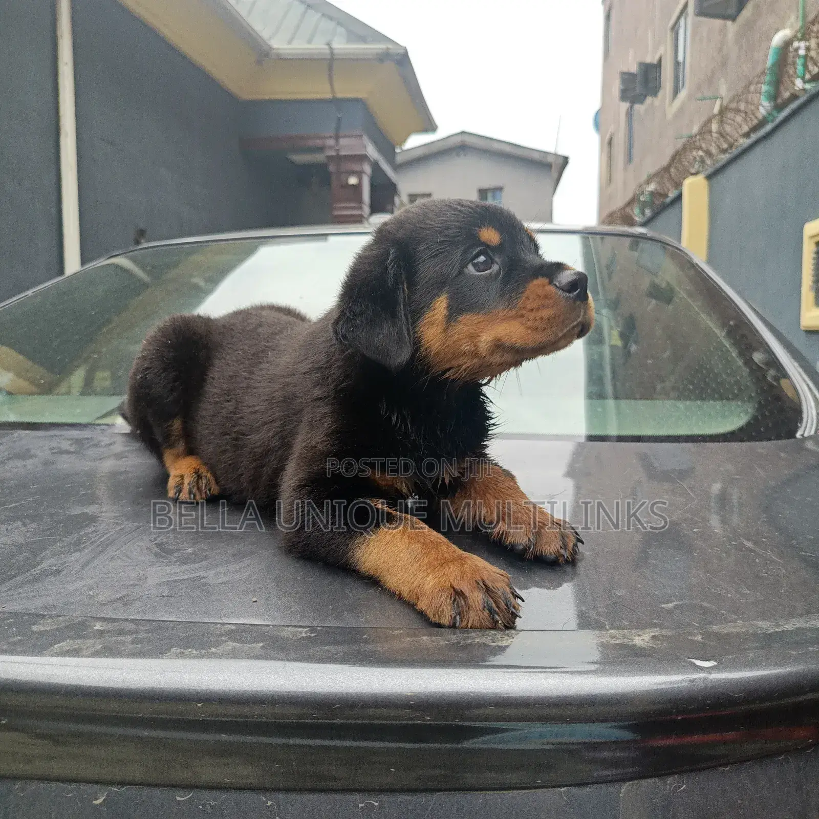1-3 months Male Purebred Rottweiler