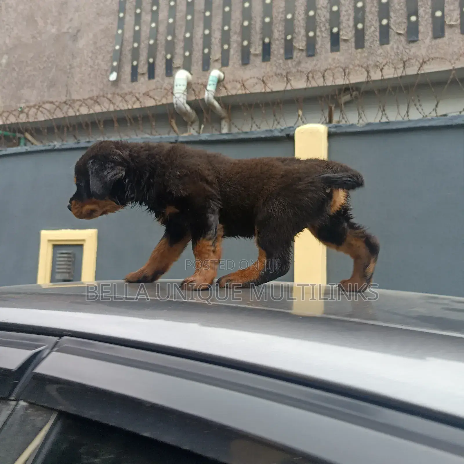 1-3 months Male Purebred Rottweiler