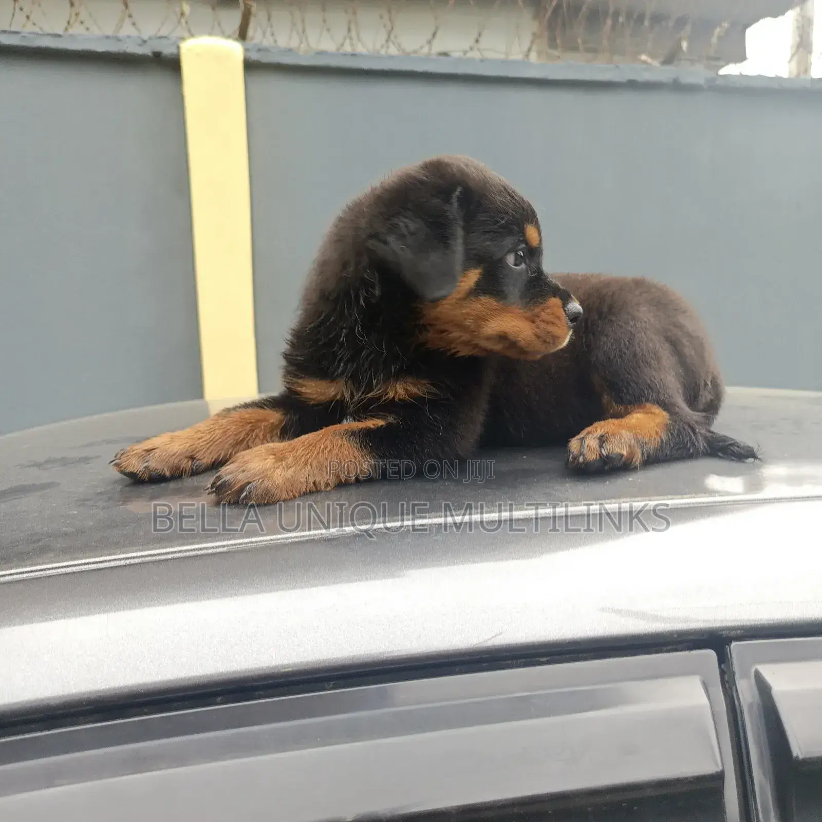 1-3 months Male Purebred Rottweiler