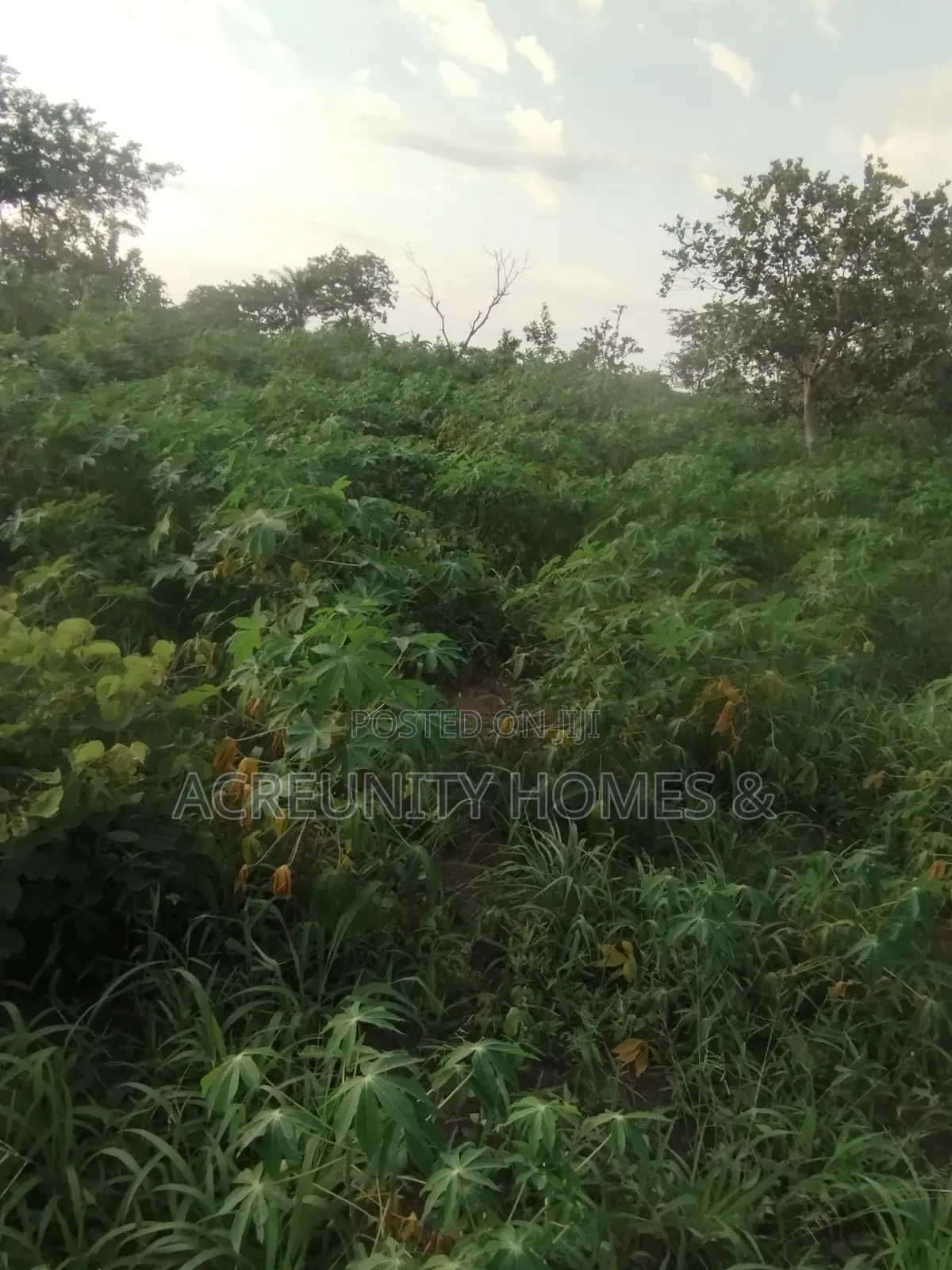 10 Acres of Farmland Available at Sagahun Village, Iseyin Oyo State