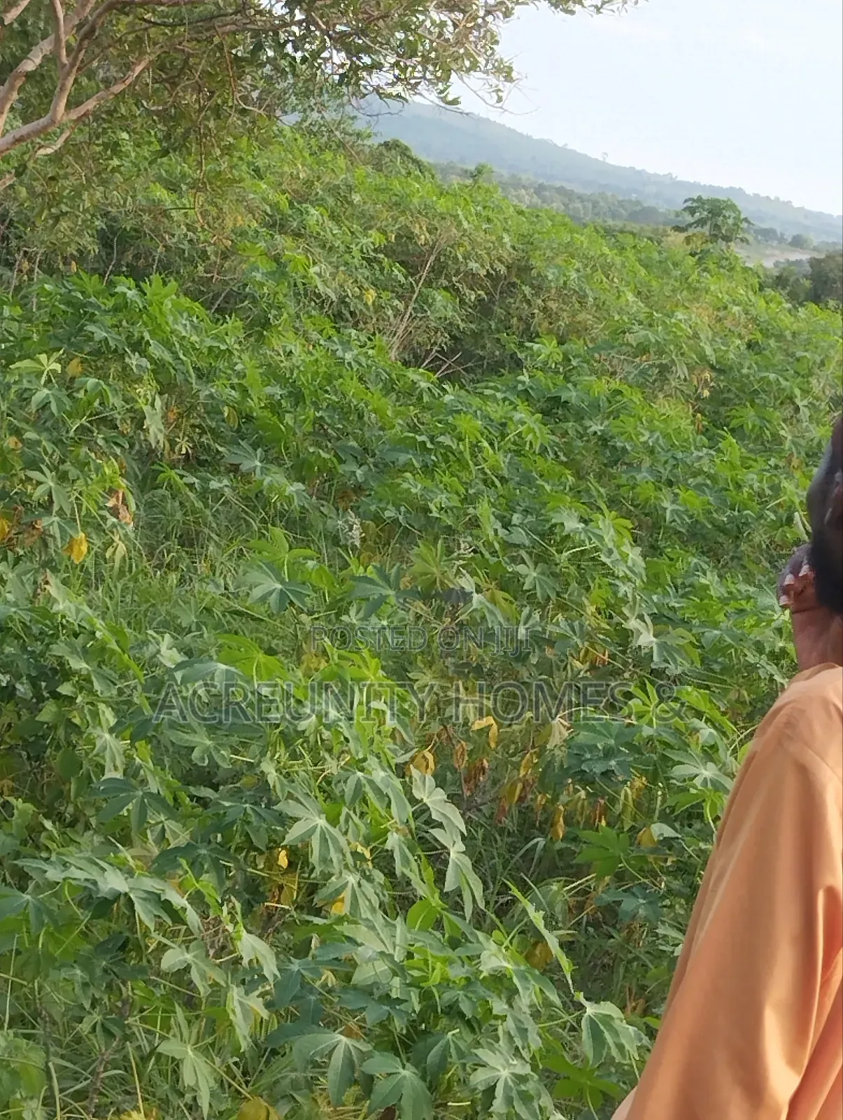 10 Acres of Farmland Available at Sagahun Village, Iseyin Oyo State