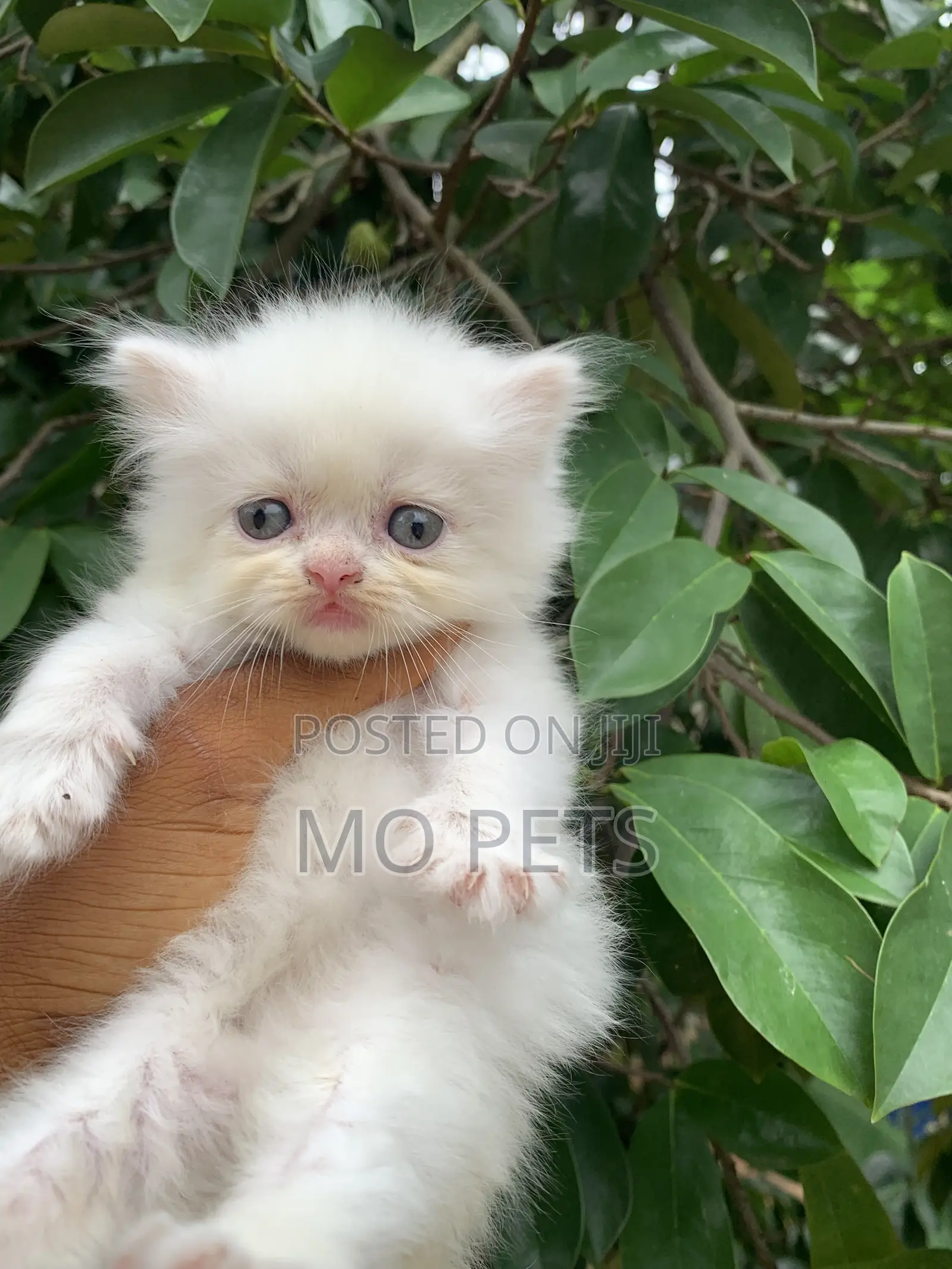1-3 months Female Purebred Persian