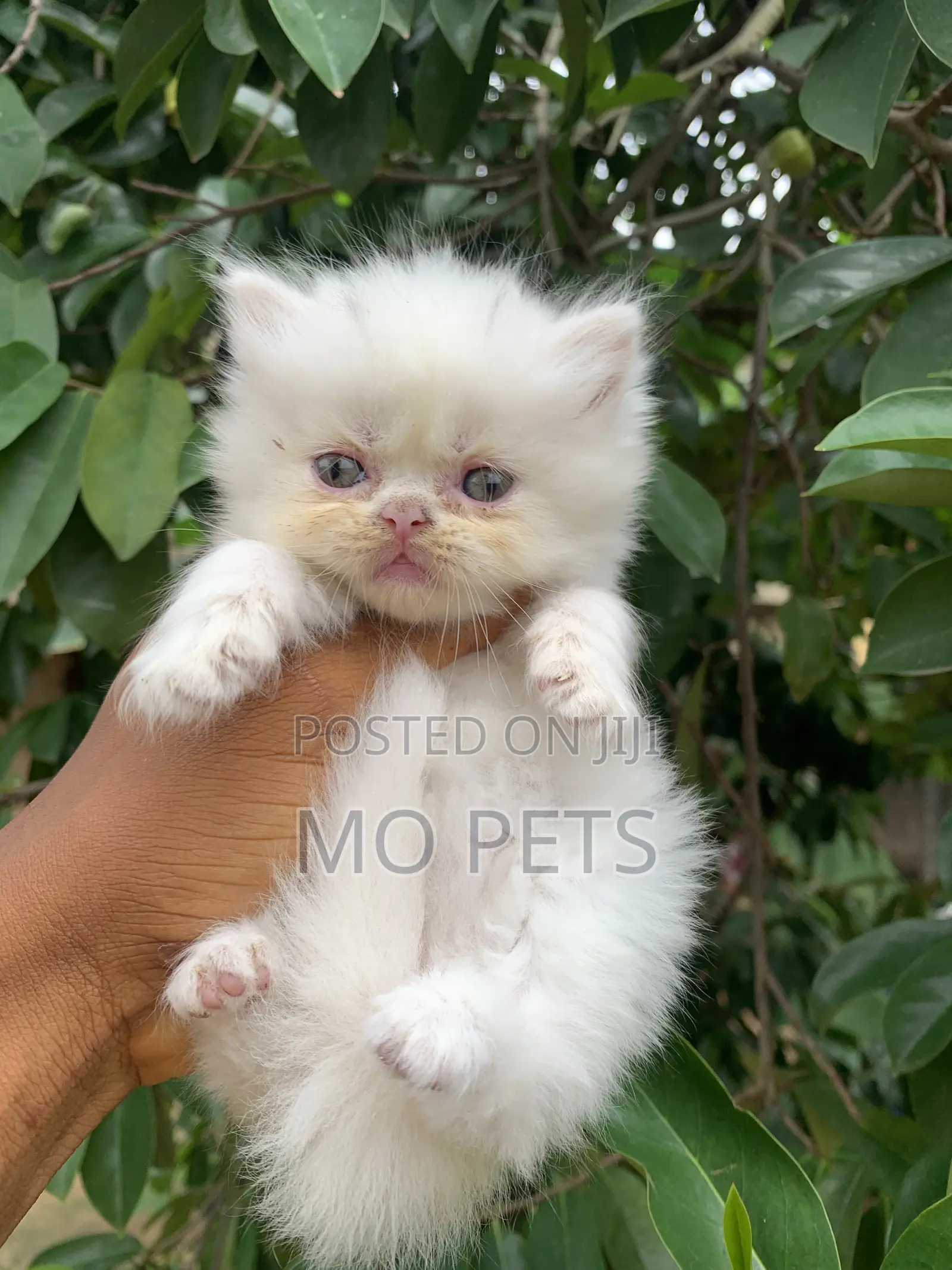 1-3 months Female Purebred Persian