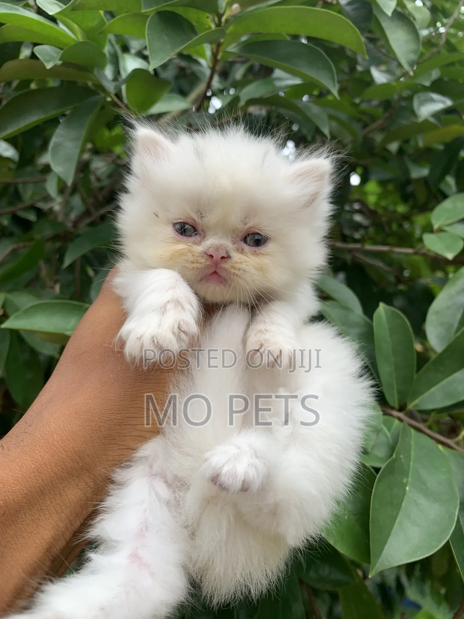 1-3 months Female Purebred Persian