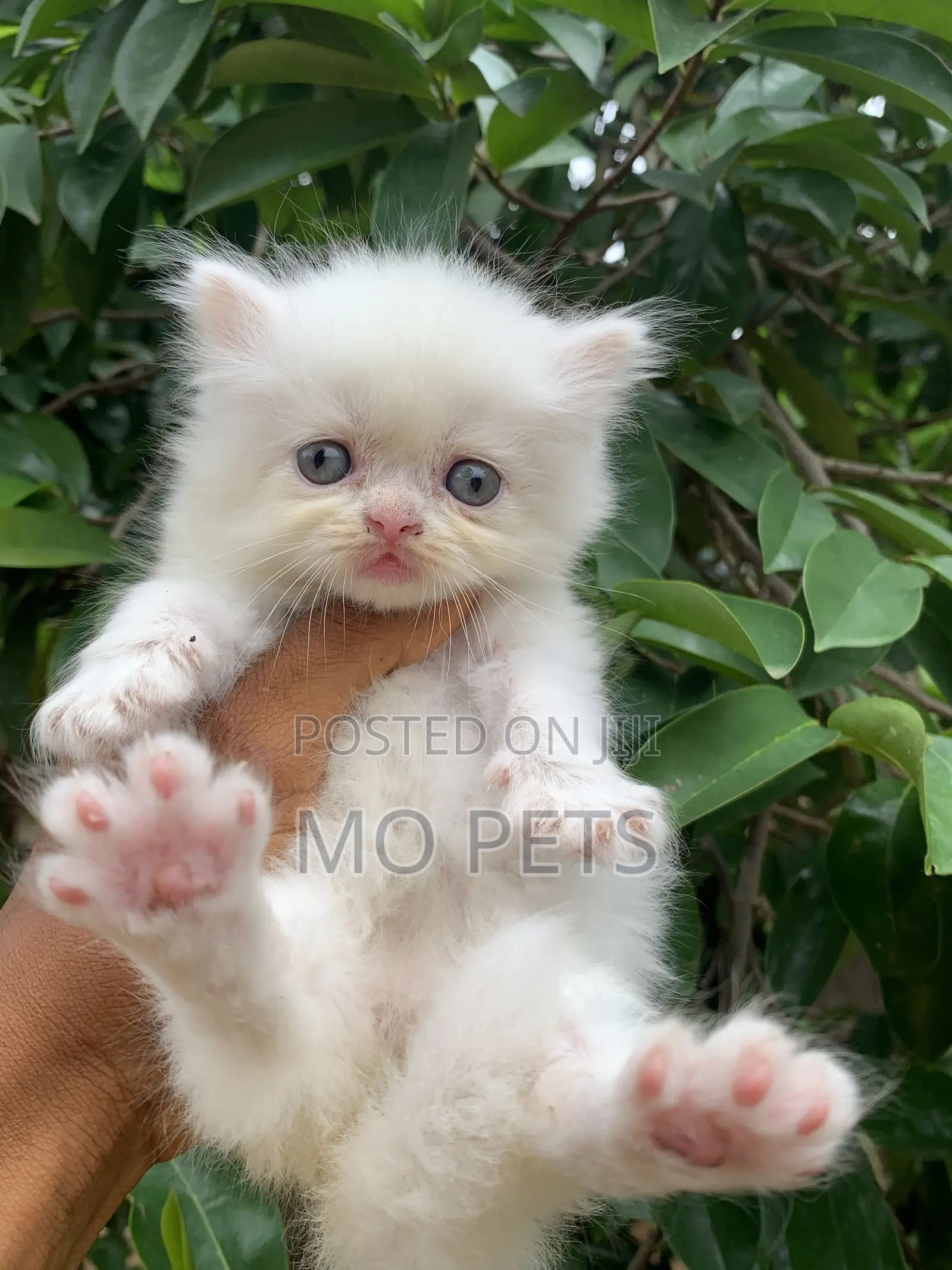 1-3 months Female Purebred Persian